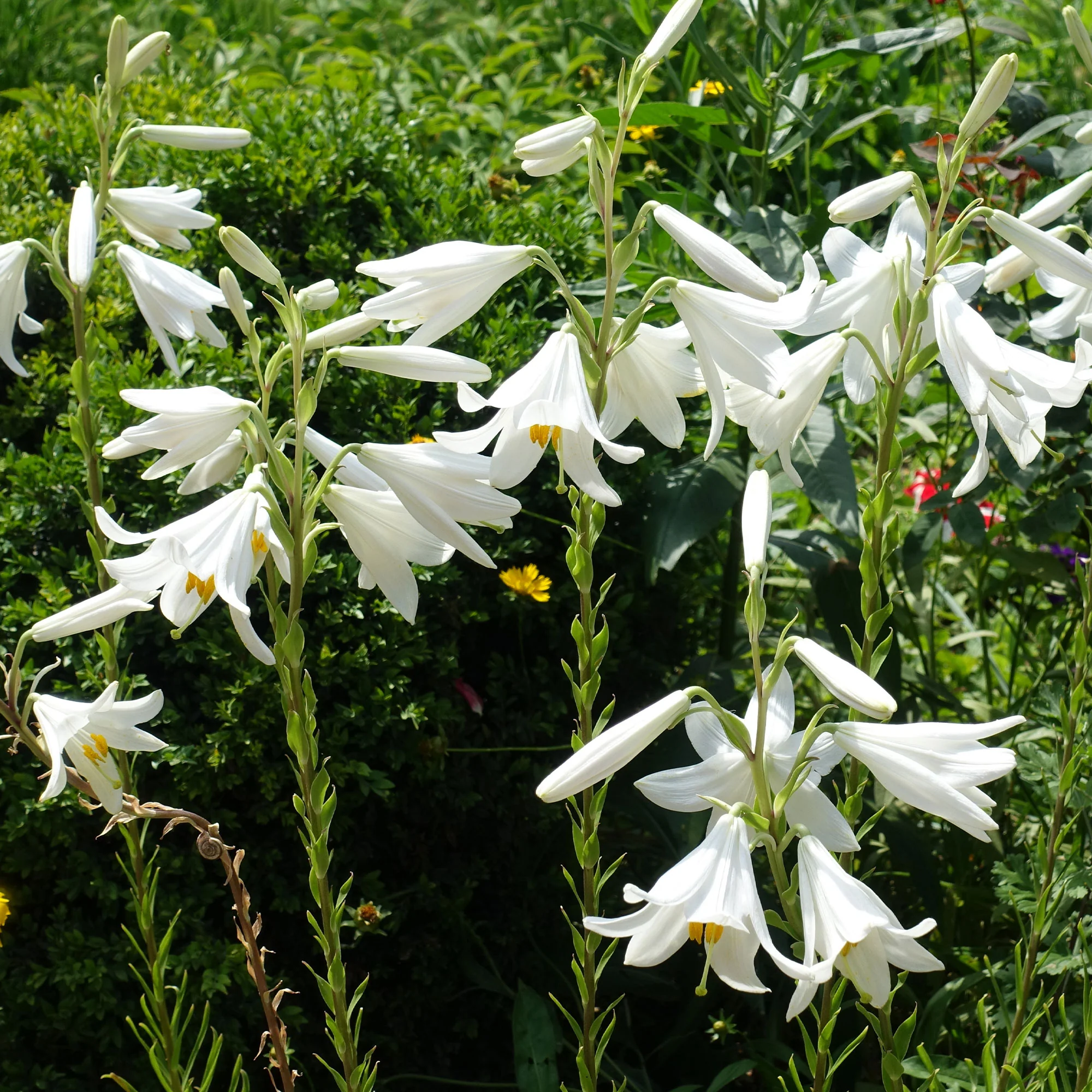 Madonnenlilien (x2) - Image 3
