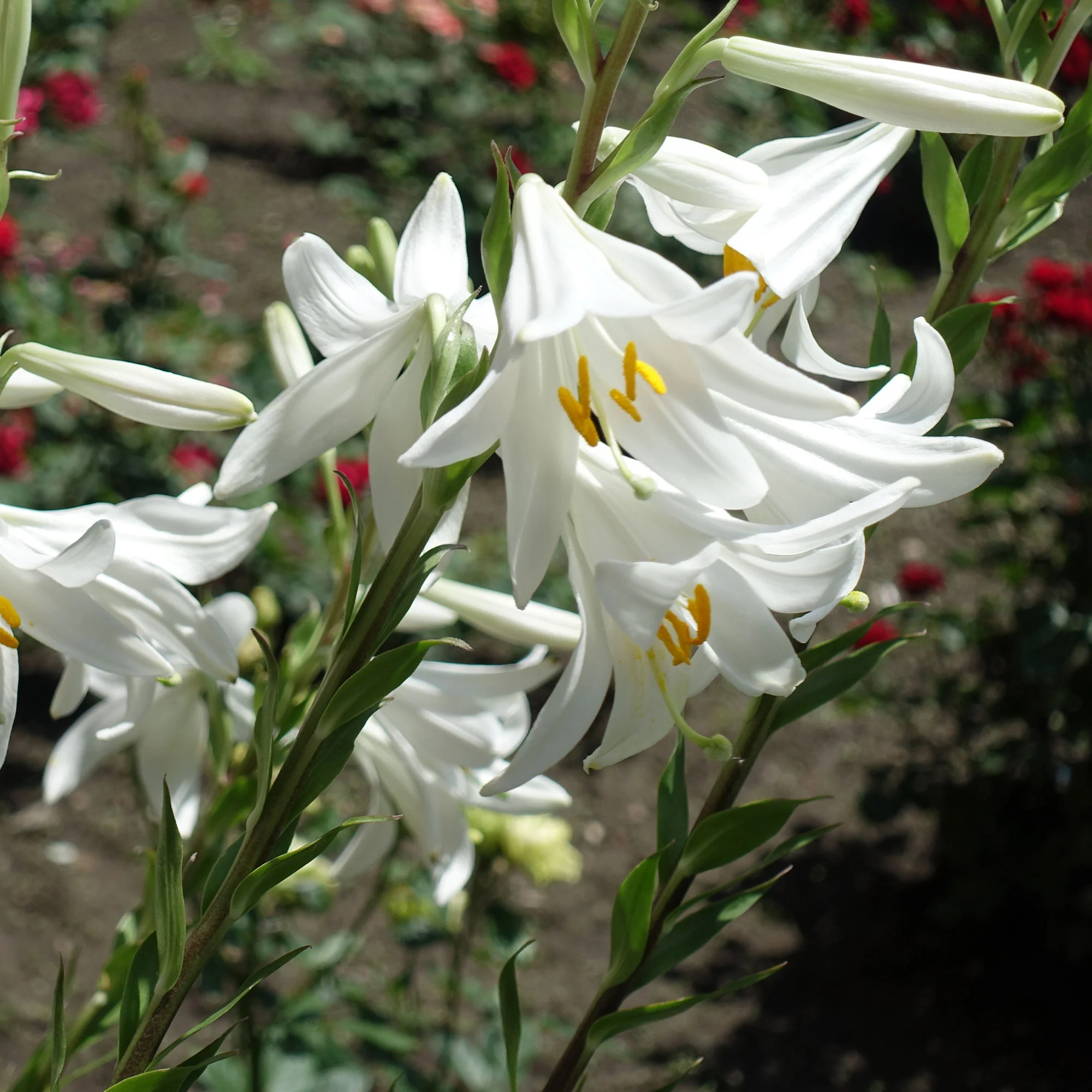 Madonnenlilien (x2) - Image 4