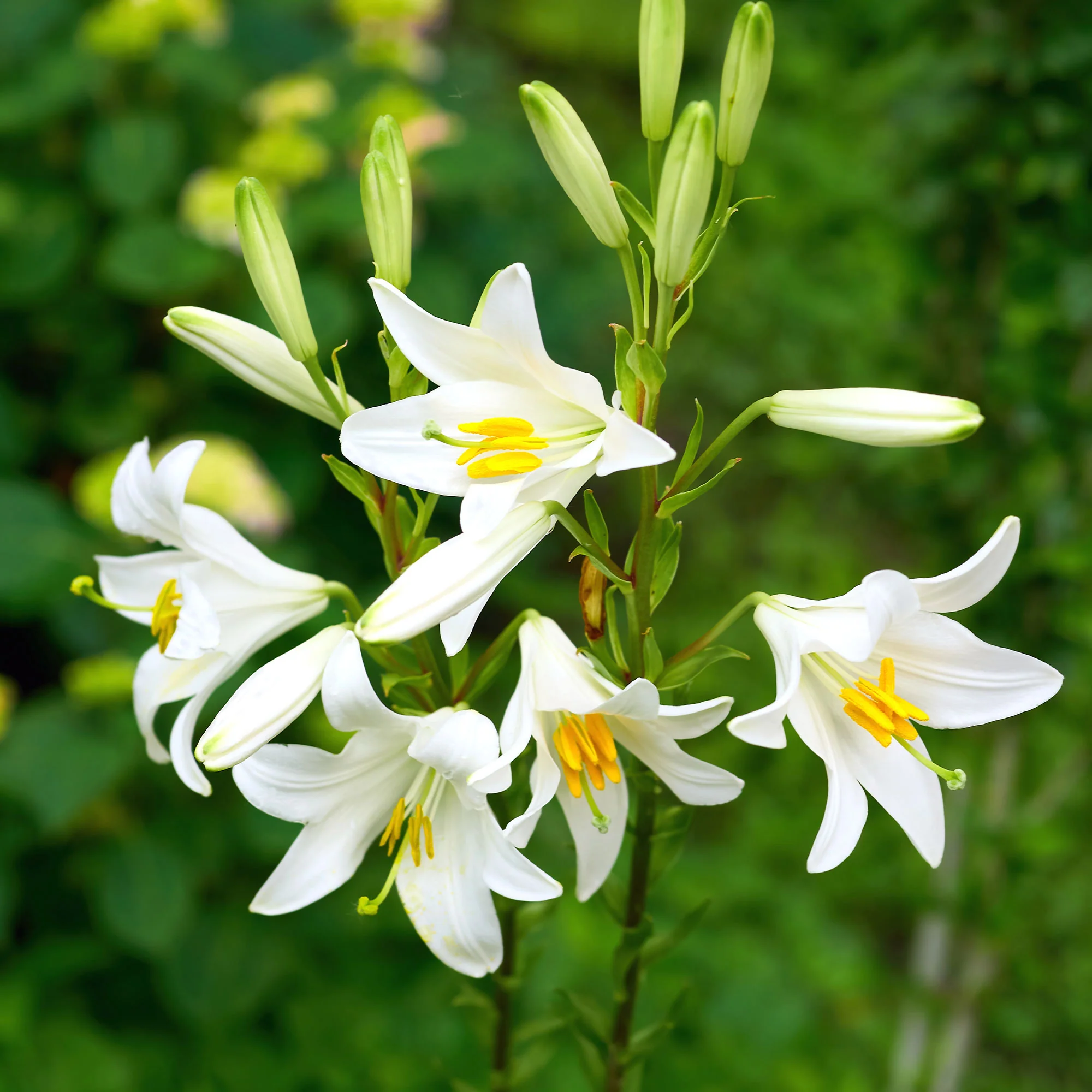 Madonnenlilien (x2) - Image 5