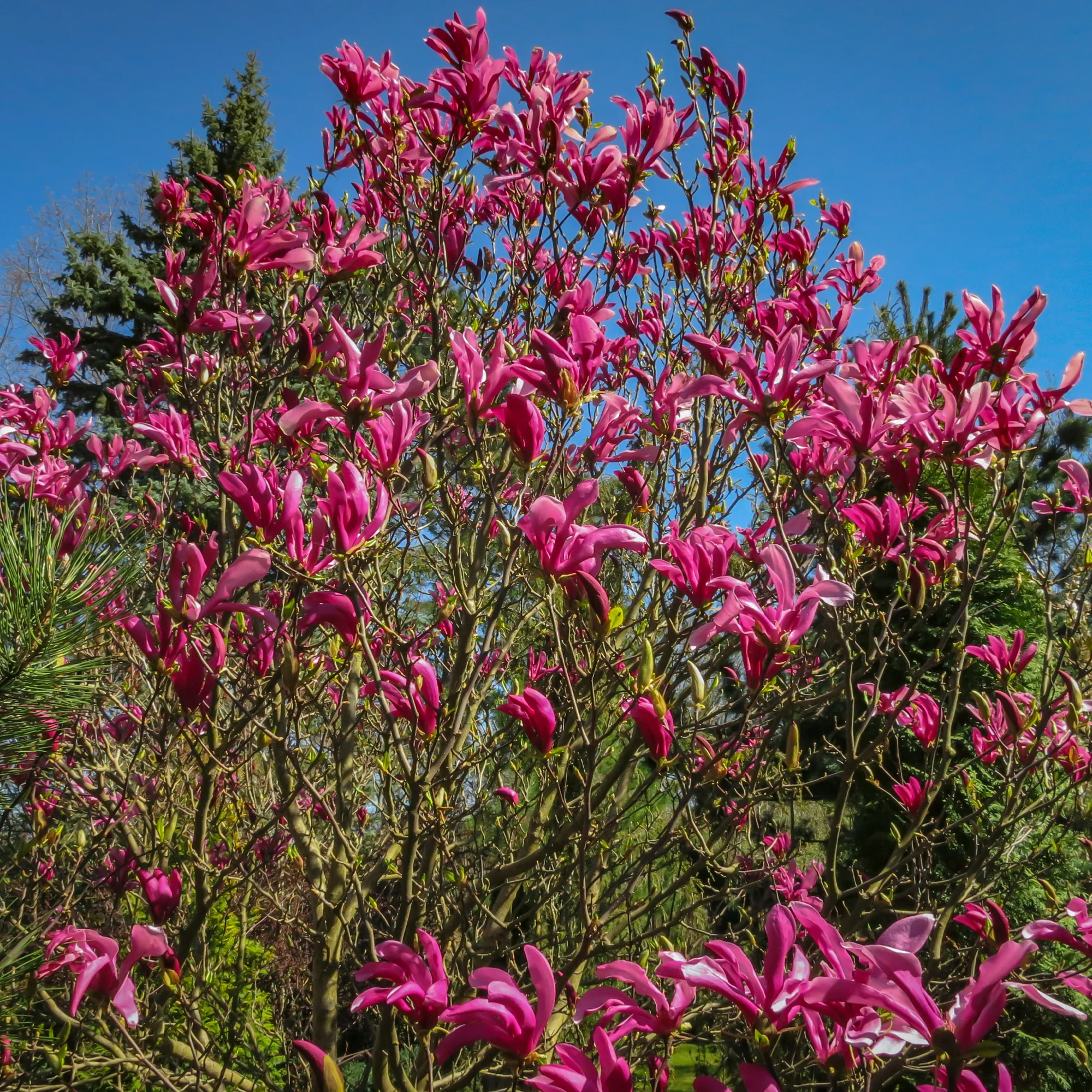 Magnolie ‘Susan’