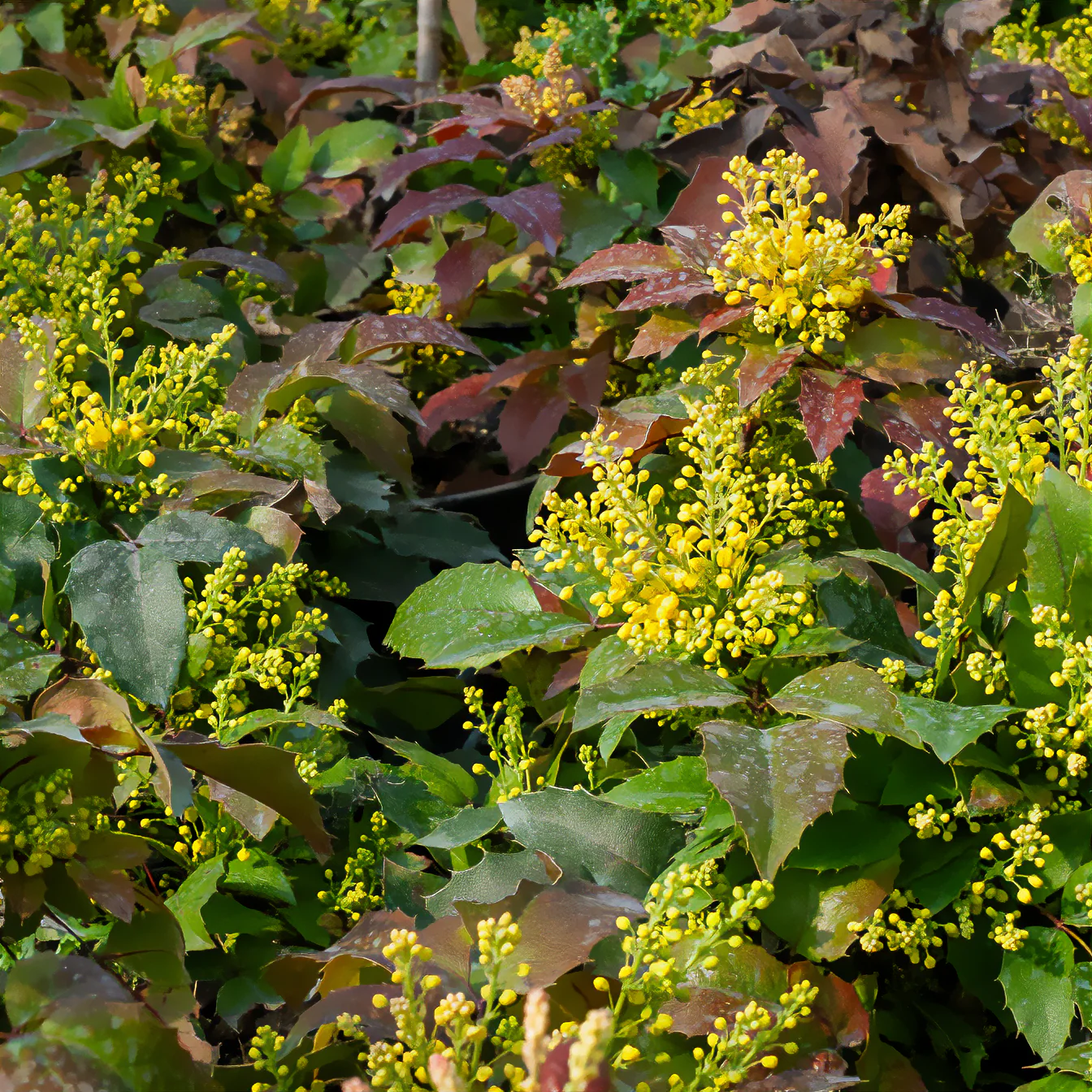 Mahonie Apollo - Image 3