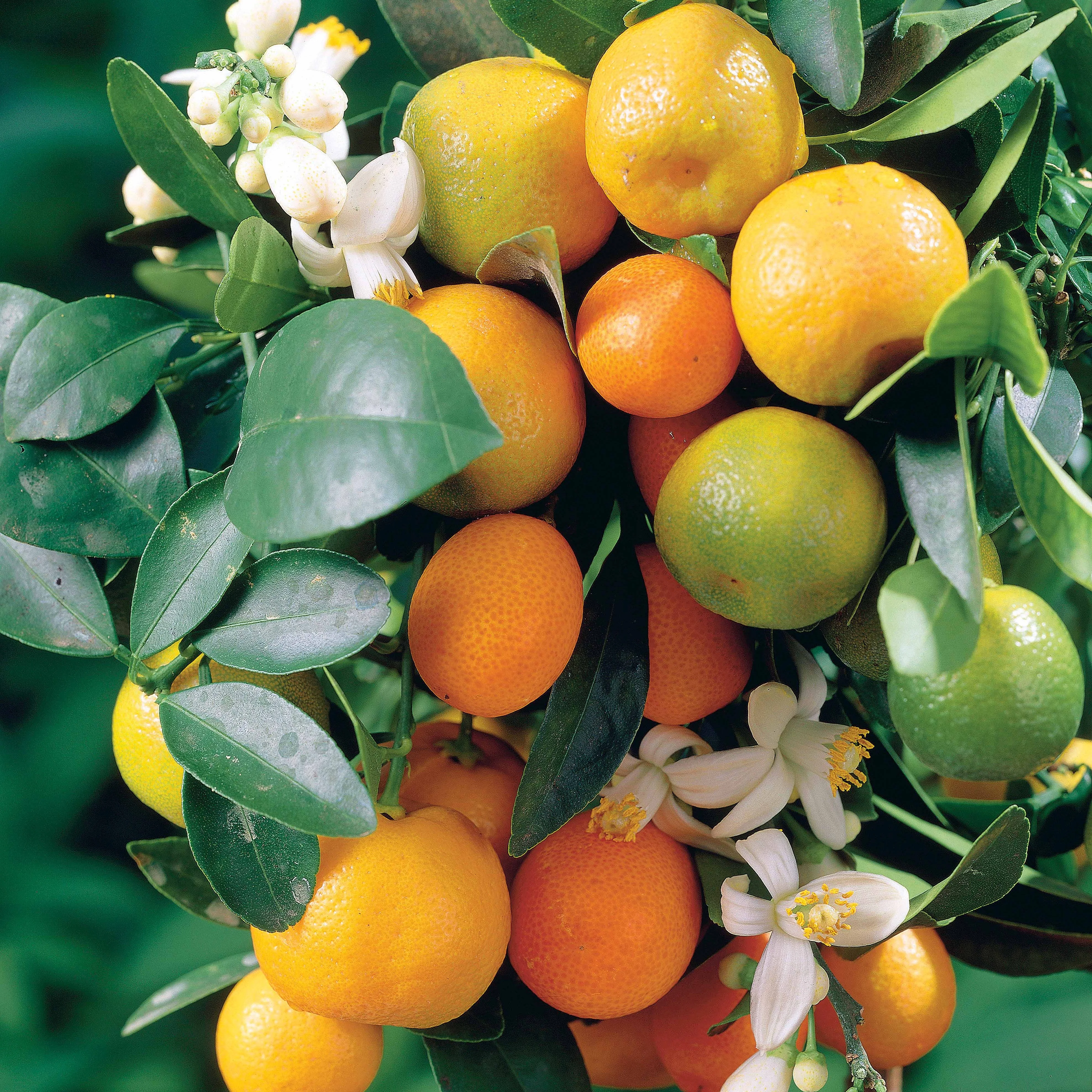 Mandarinenbaum - Image 2