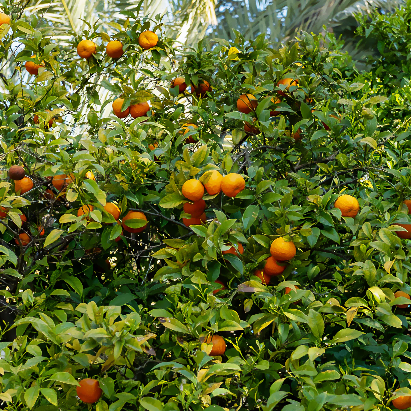 Mandarinenbaum - Image 7