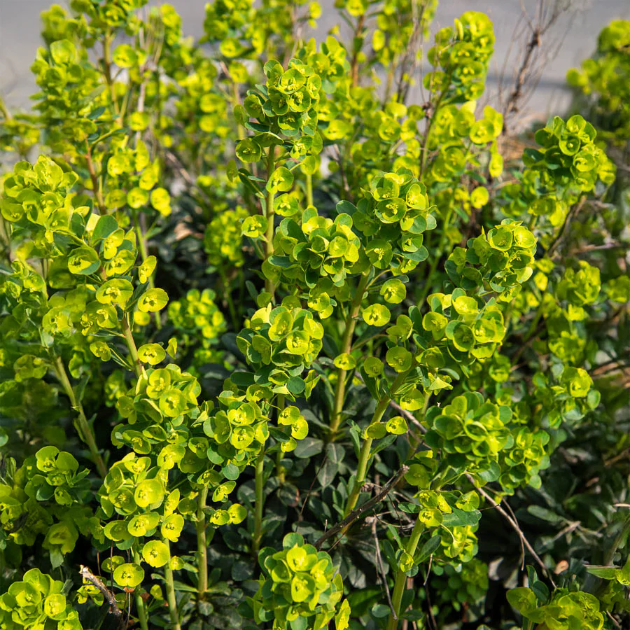 Mandel-Wolfsmilch ‘Robbiae’ - Image 5