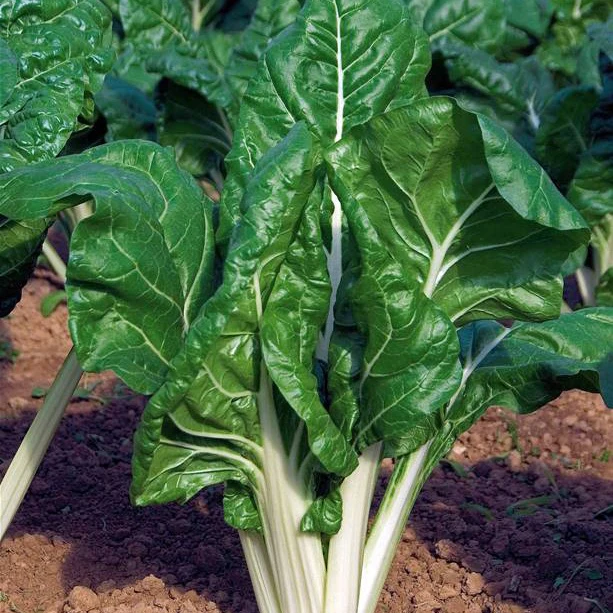 Mangold grün mit weißen Rippen Bio - Image 2