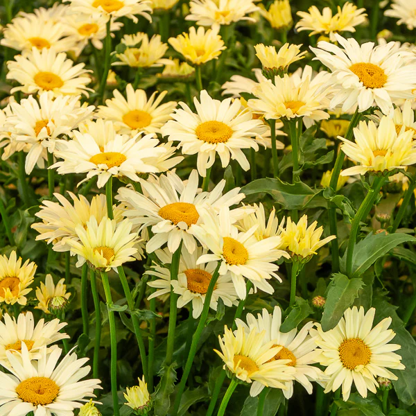 Margeriten Banana Cream (x2) - Image 2