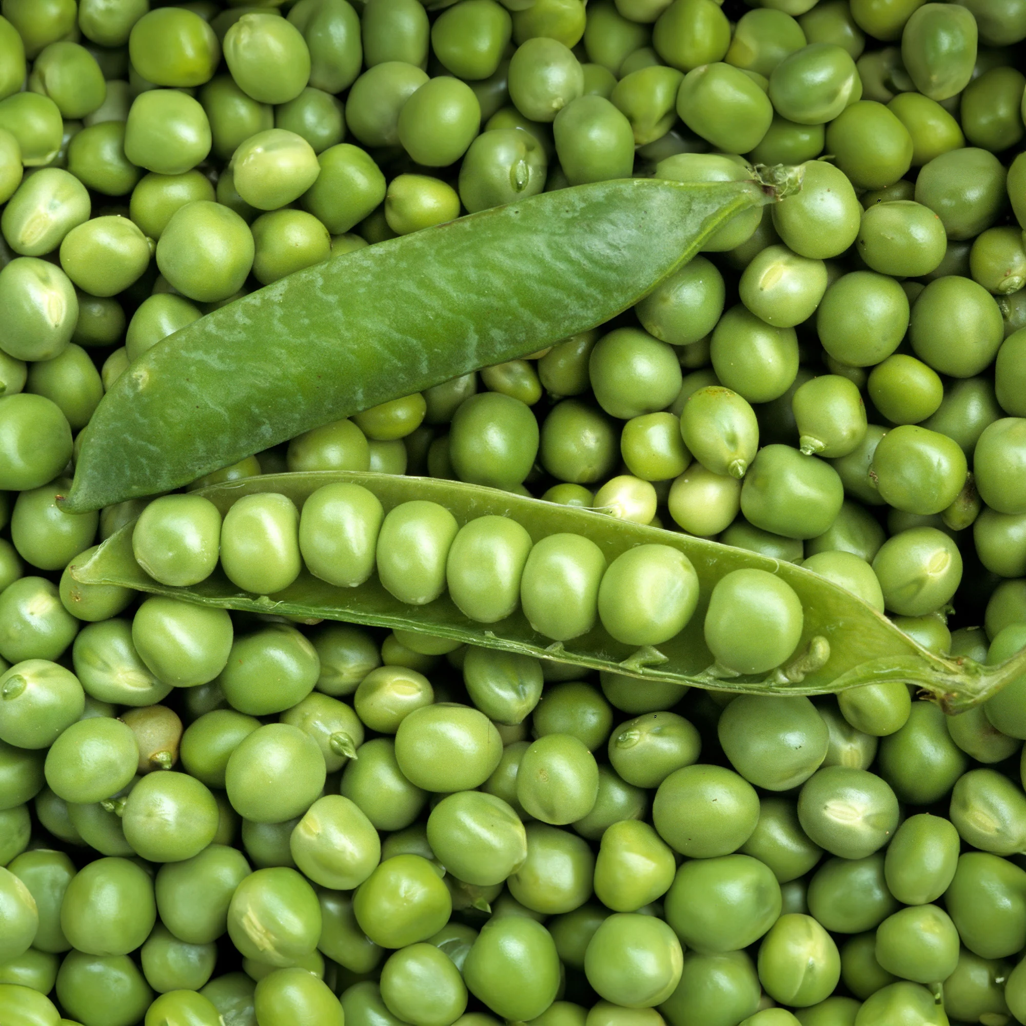 Markerbse ‘Petit Provençal’ - Image 3