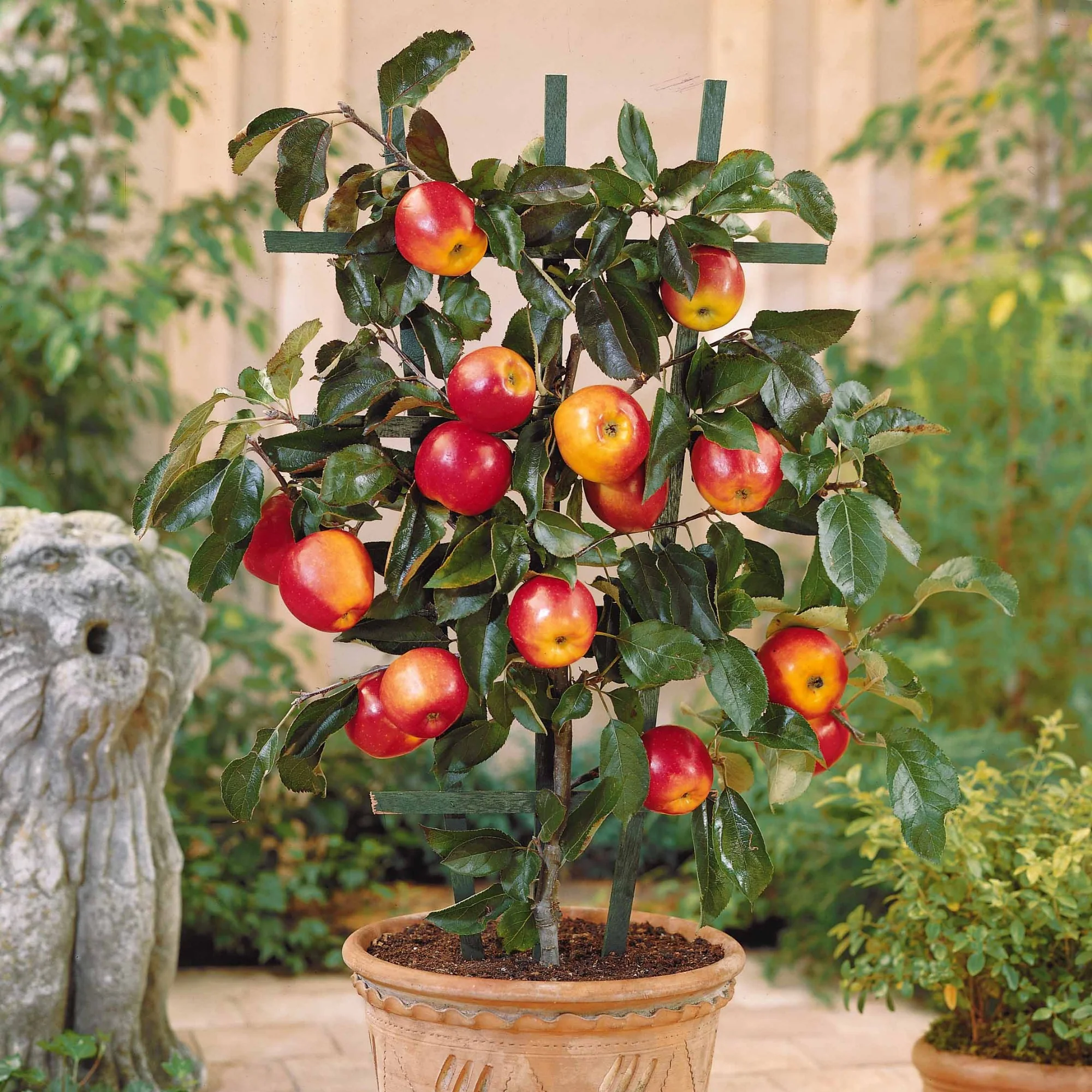 Mini Apfelbaum Gala