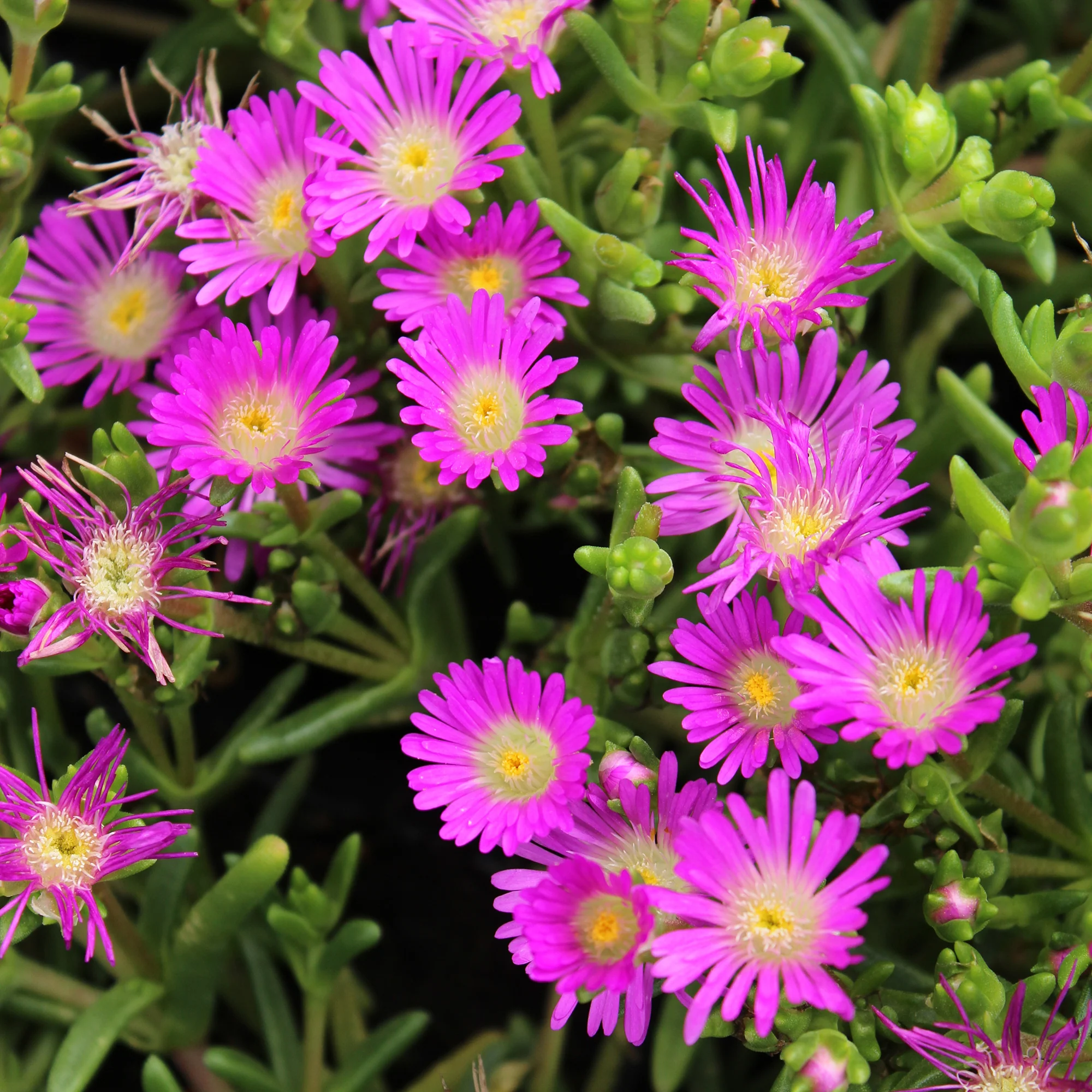 Mittagsblume Wheels of Wonder® Violet - Image 3