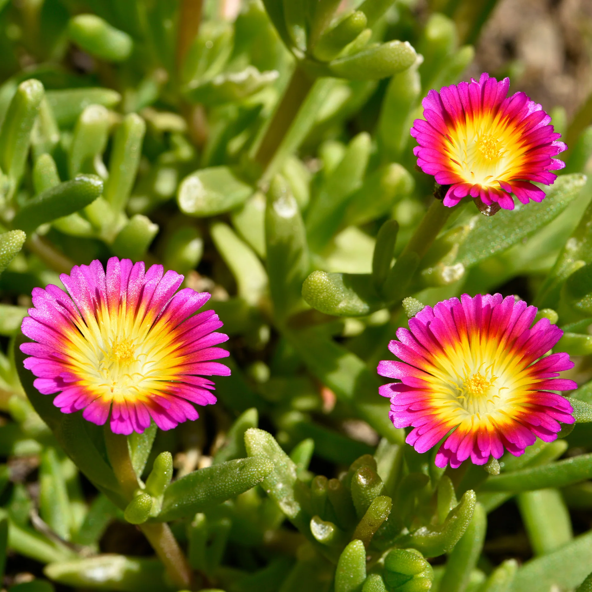 Mittagsblume 'Wheels of Wonder Hot Pink'® - Image 2