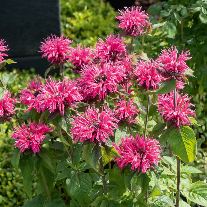 Monarde Pink Lace - Image 3