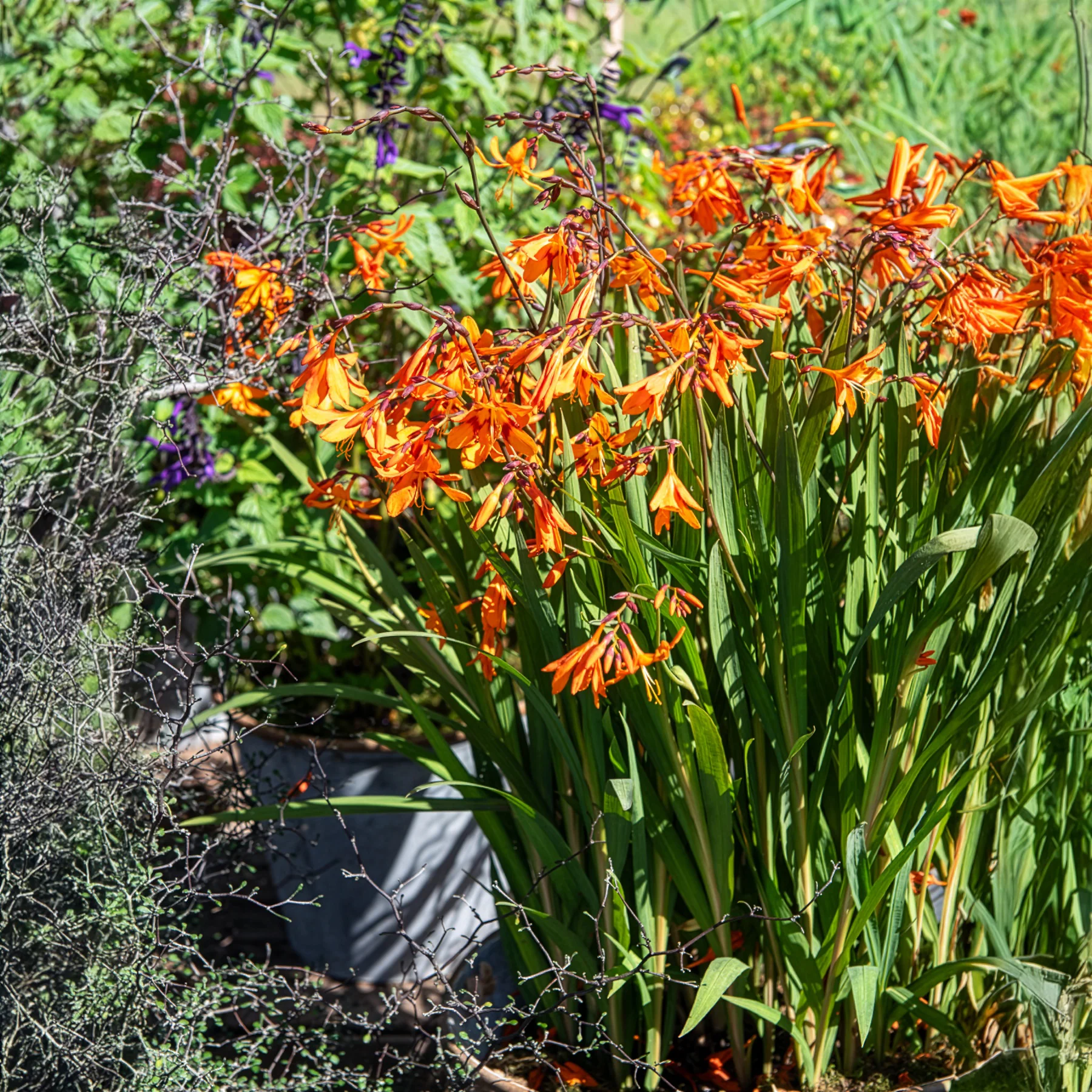 Montbretie 'Emily McKenzie'