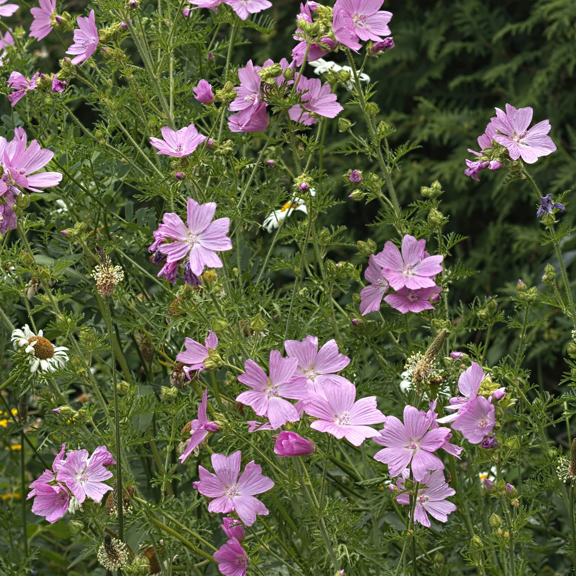 Moschus-Malve 'Rosea' - Image 2