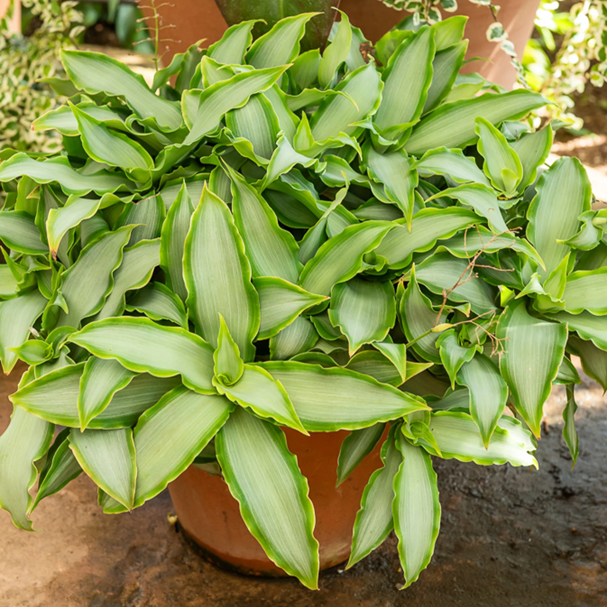 Murdannia Loriformis 'Bright Star'