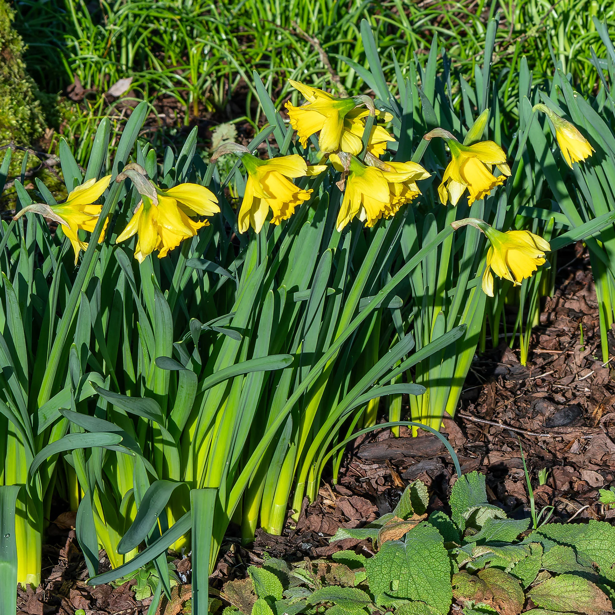 Narzisse ‘Rijnveld Early Sensation’ (x10) - Image 3
