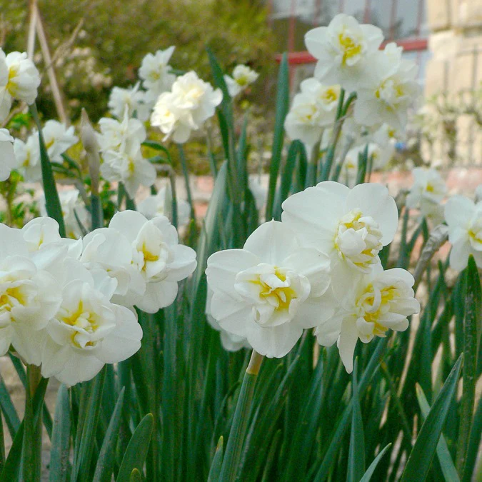 Narzissen ‘Cheerfulness’ (x5)