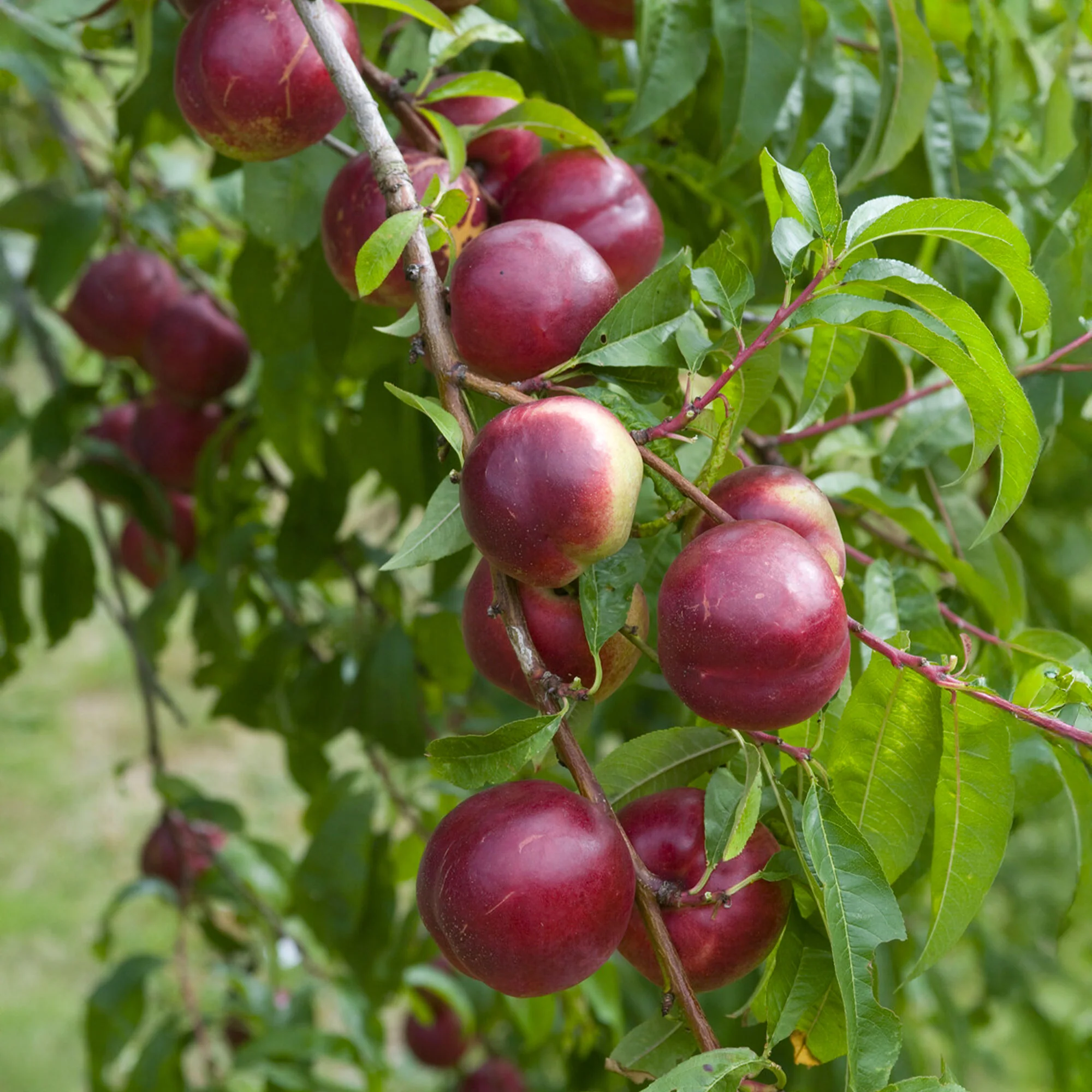 Nektarinenbaum Nectared