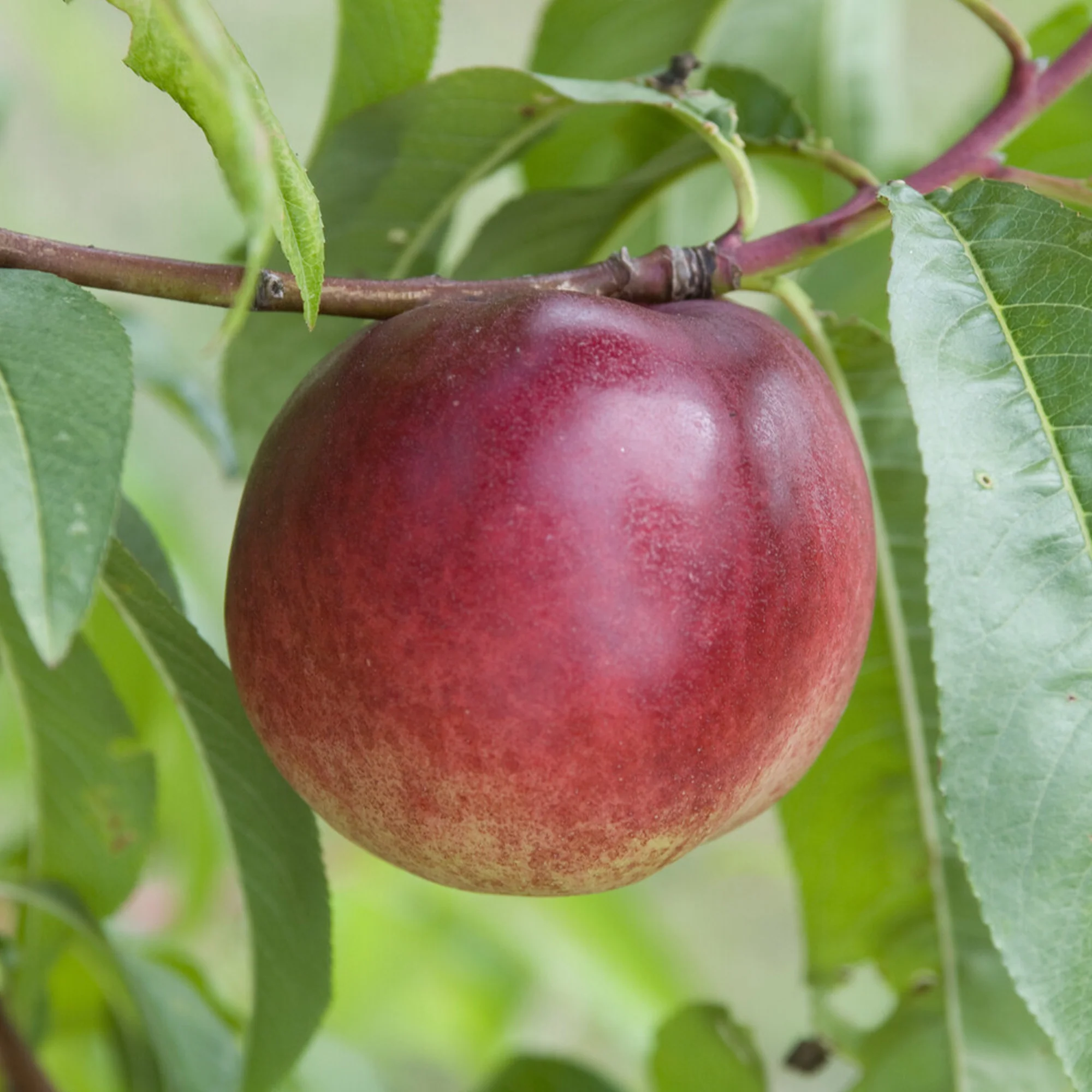 Nektarinenbaum Nectared - Image 3