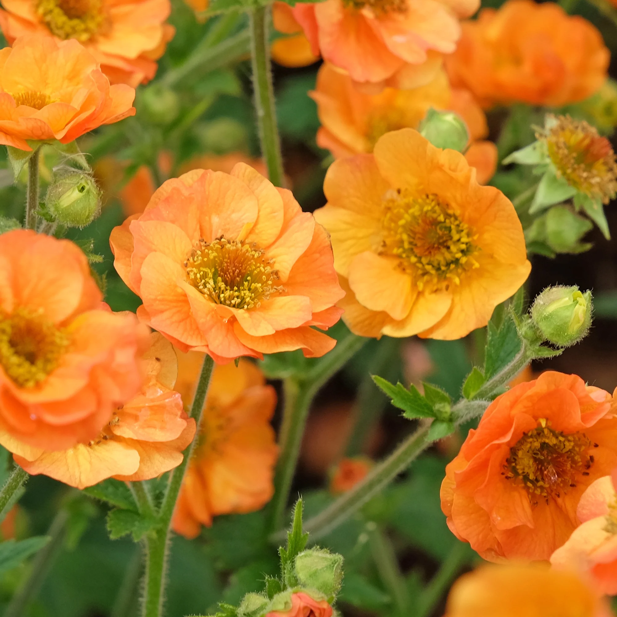 Nelkenwurz ‘Totally Tangerine’ - Image 4
