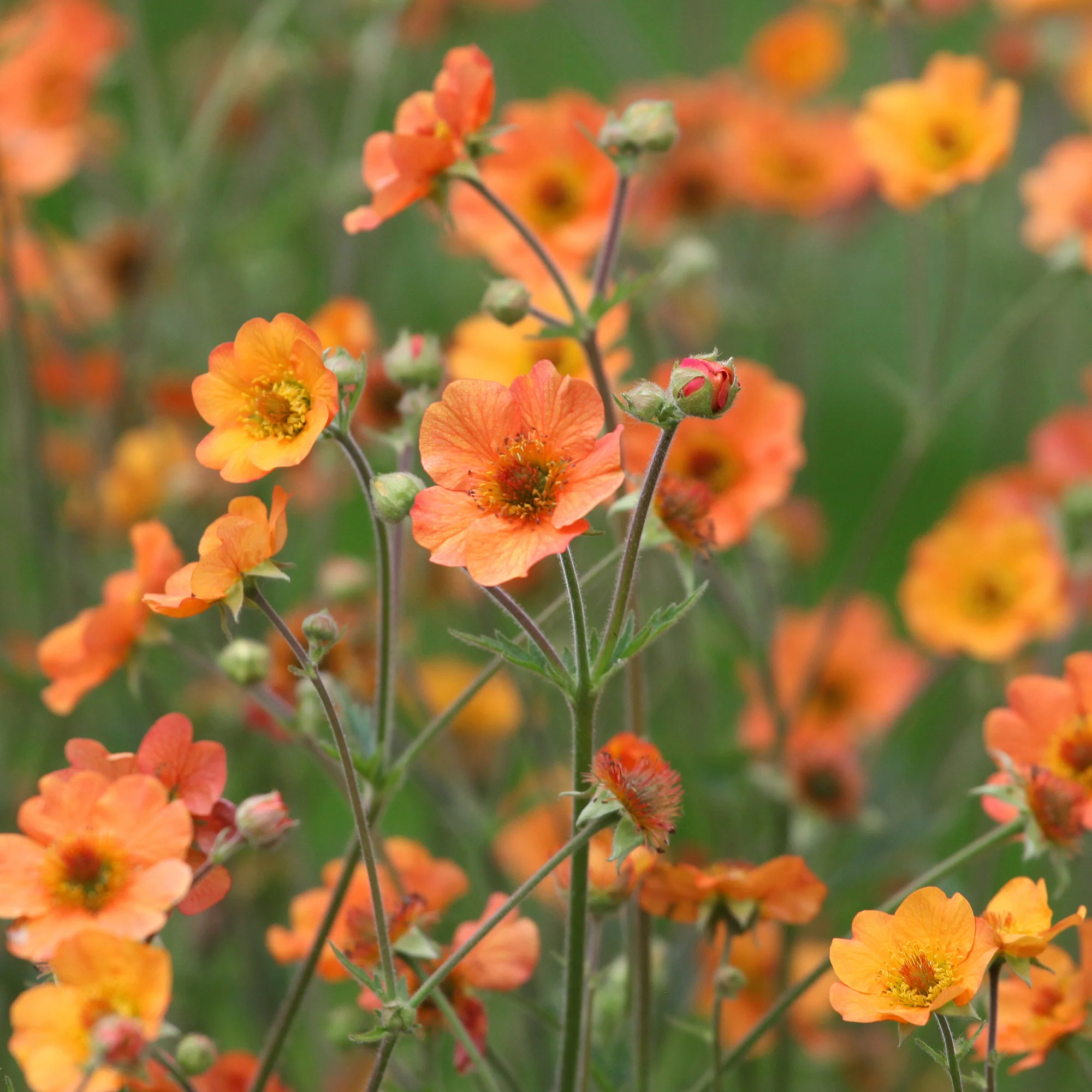 Nelkenwurz ‘Totally Tangerine’ - Image 7