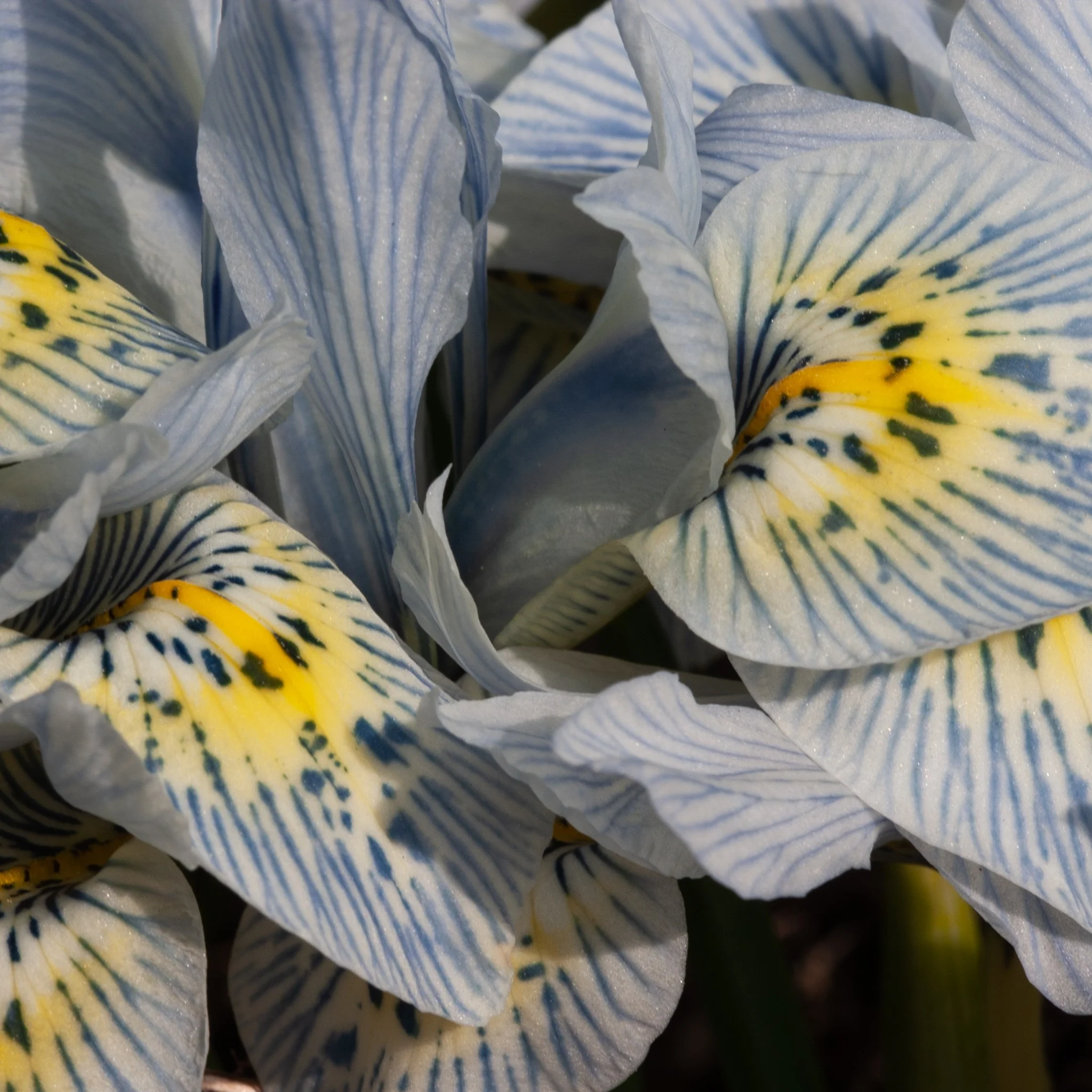 Netziris ‘Katherine Hodgkin’ (x10) - Image 2