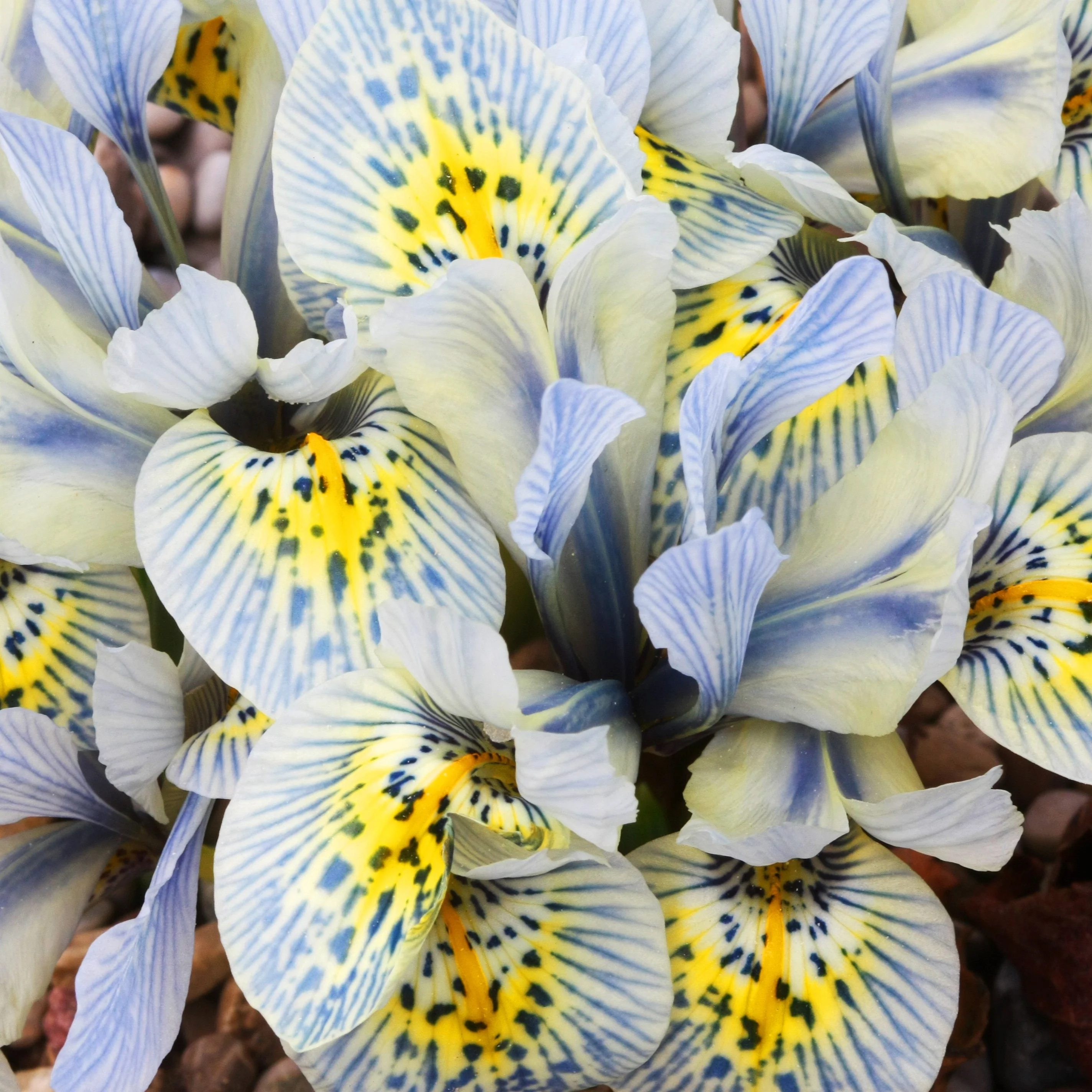 Netziris ‘Katherine Hodgkin’ (x10) - Image 3