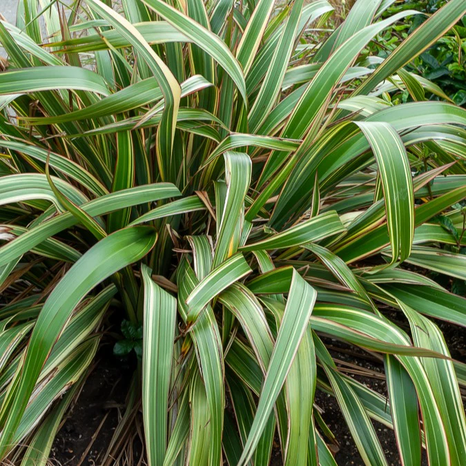 Neuseeländischer Flachs Tricolor