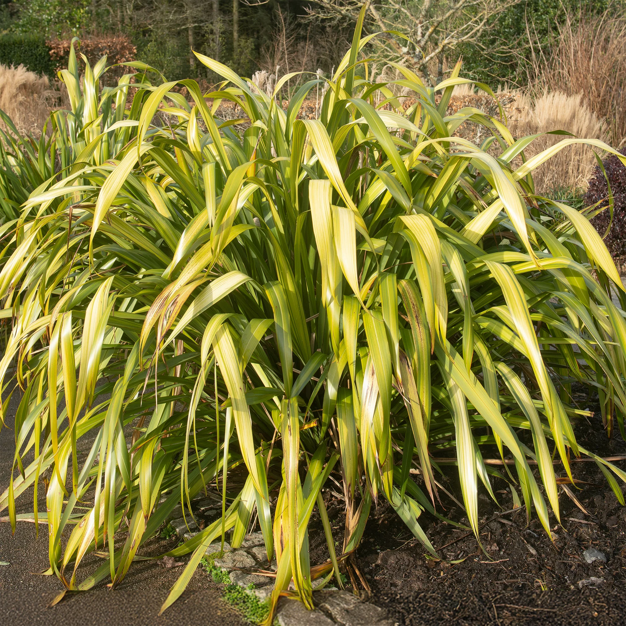 Neuseeländischer Flachs ‘Yellow Wave’