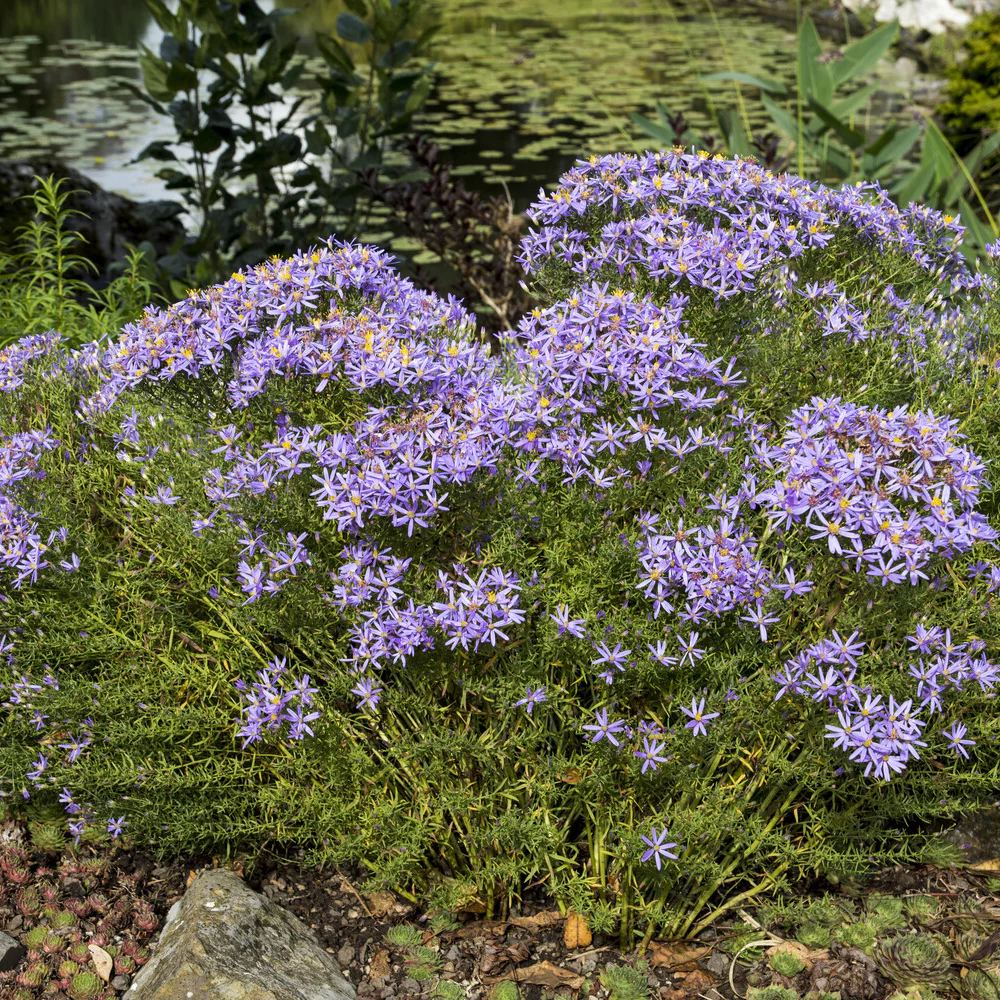 Niedrige Garten-Aster 'Nanus' - Image 2