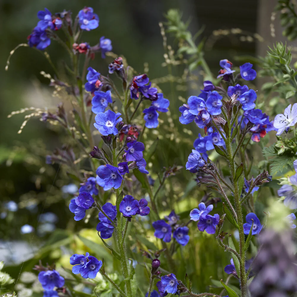 Ochsenzunge ‘Loddon Royalist’