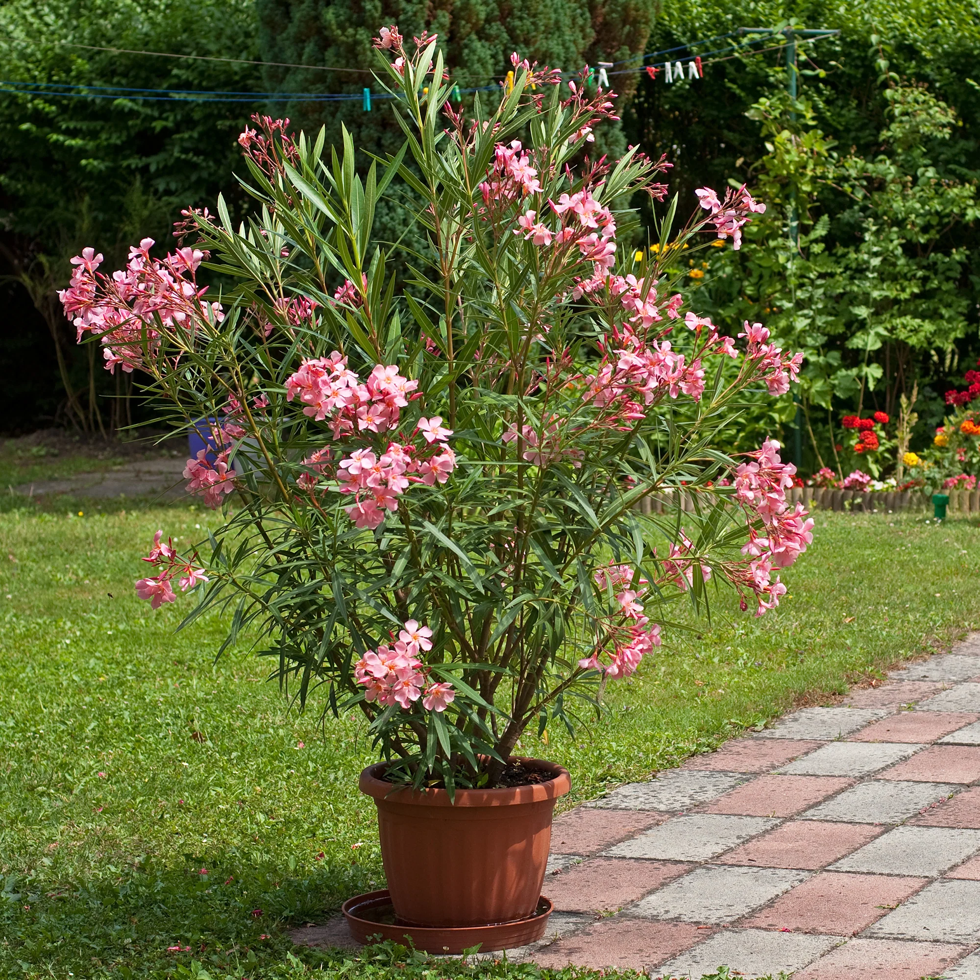 Oleander - Image 4