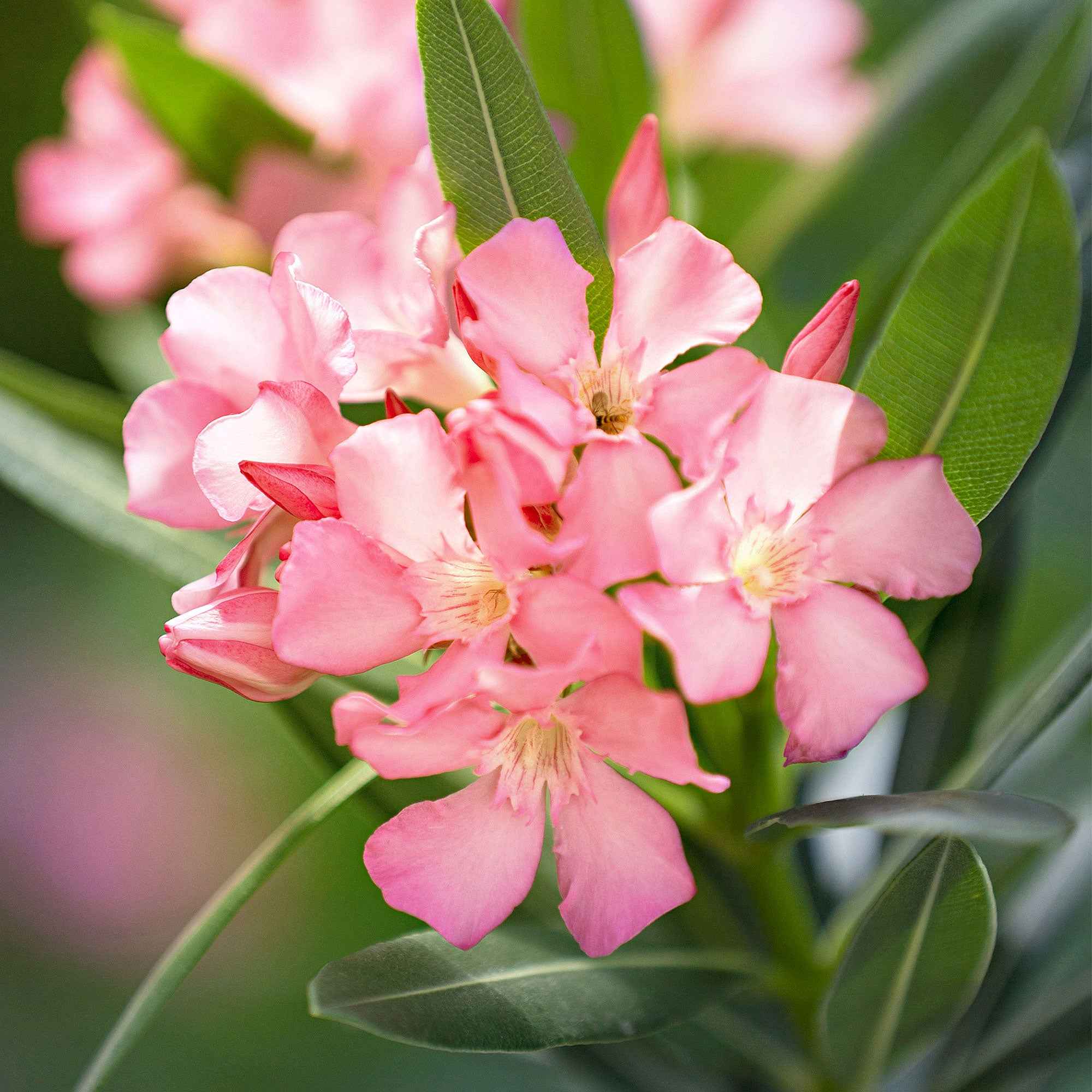 Oleander - Image 5