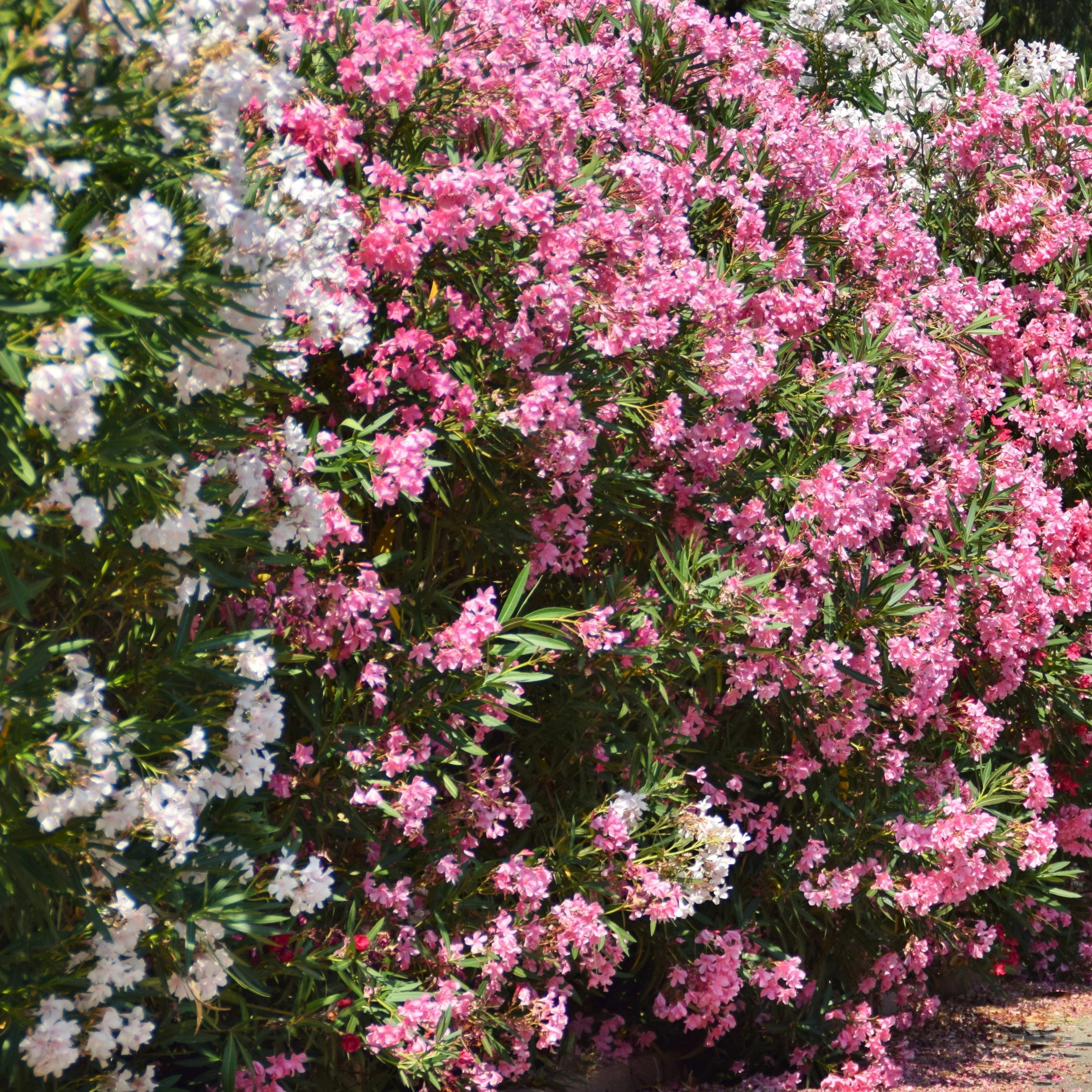 Oleander - Image 6