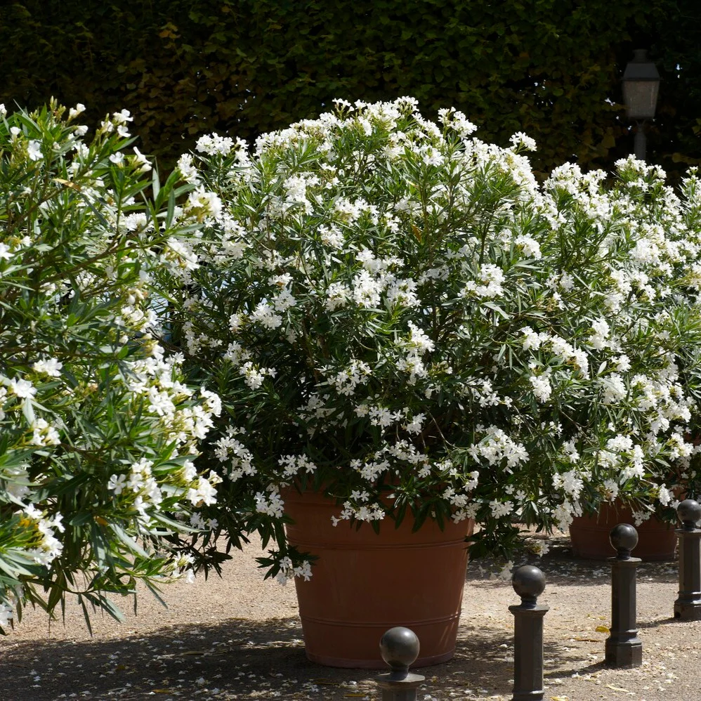 Oleander weiß - Image 2