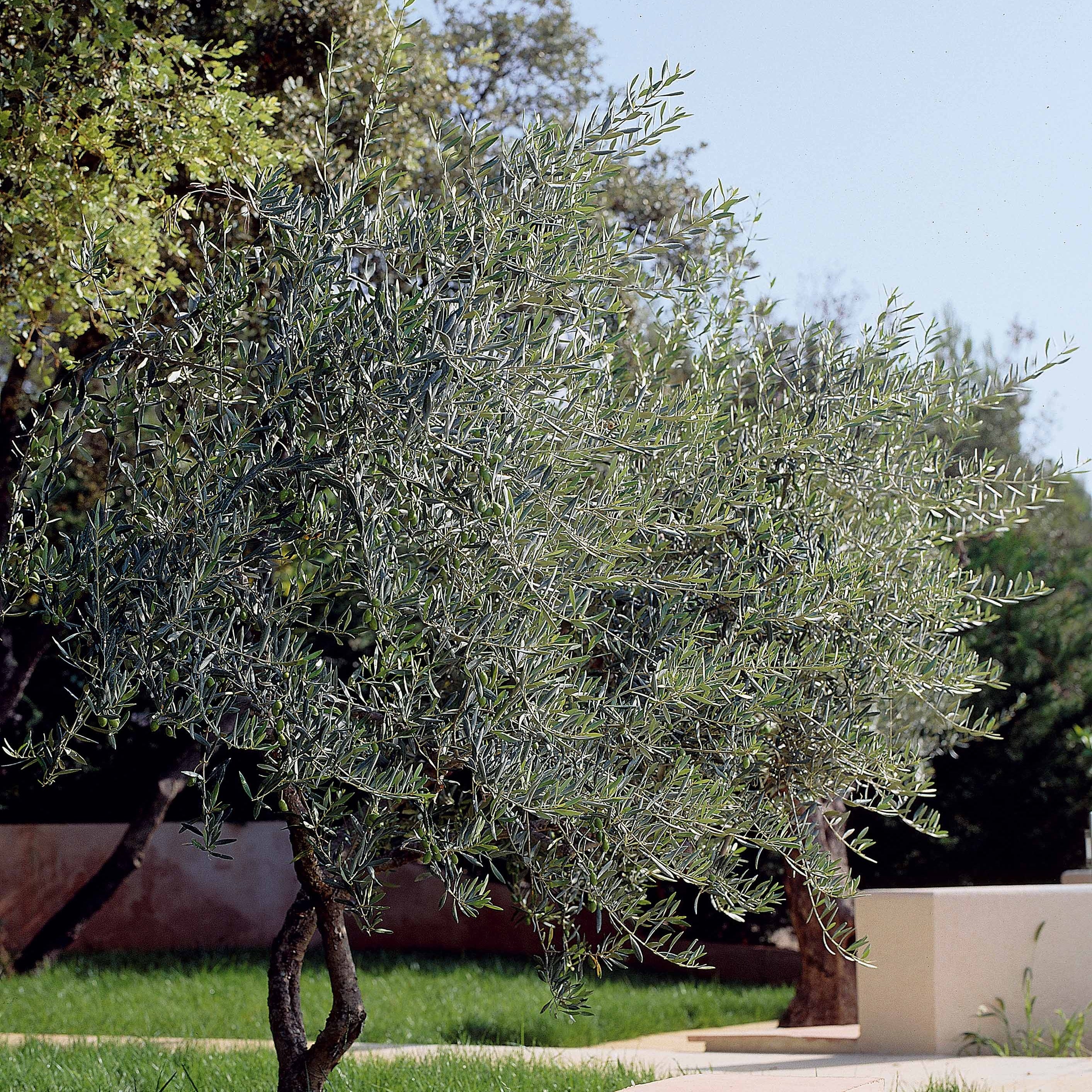 Olivenbaum auf Stamm - Image 7