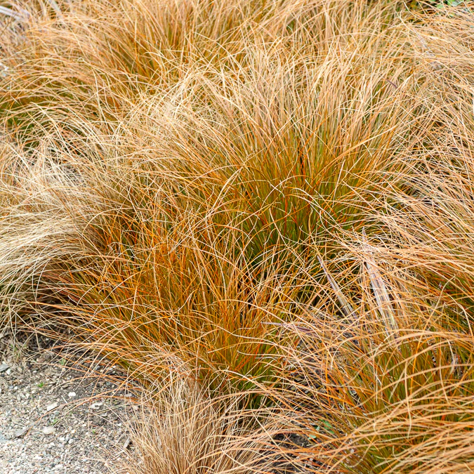 Orange Segge - Image 3