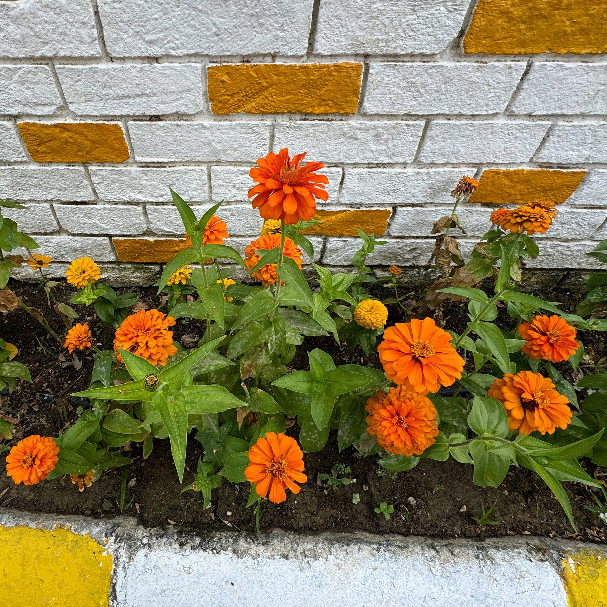 orange Zinnie - Image 3