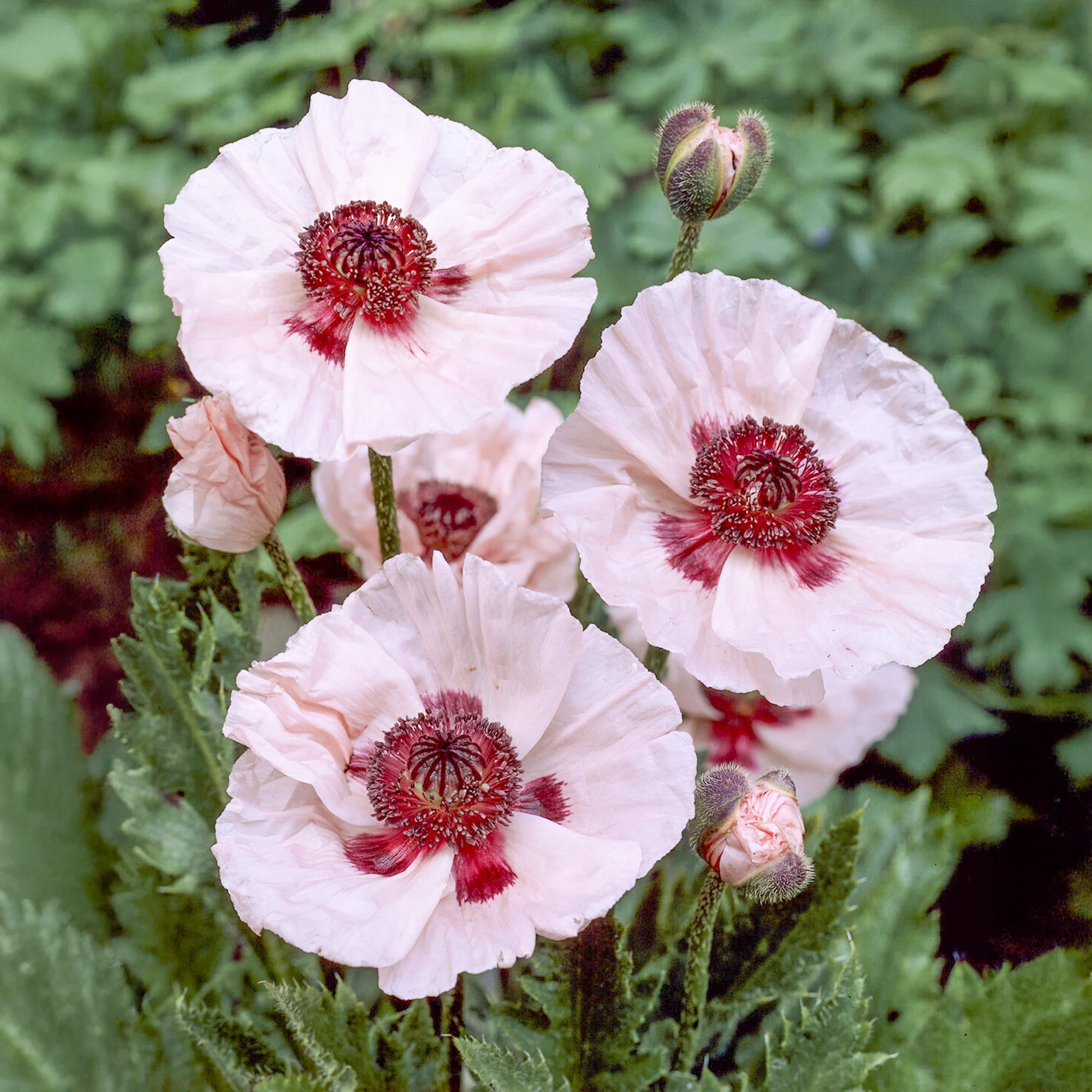 Orient-Mohn 'Karine' - Image 2
