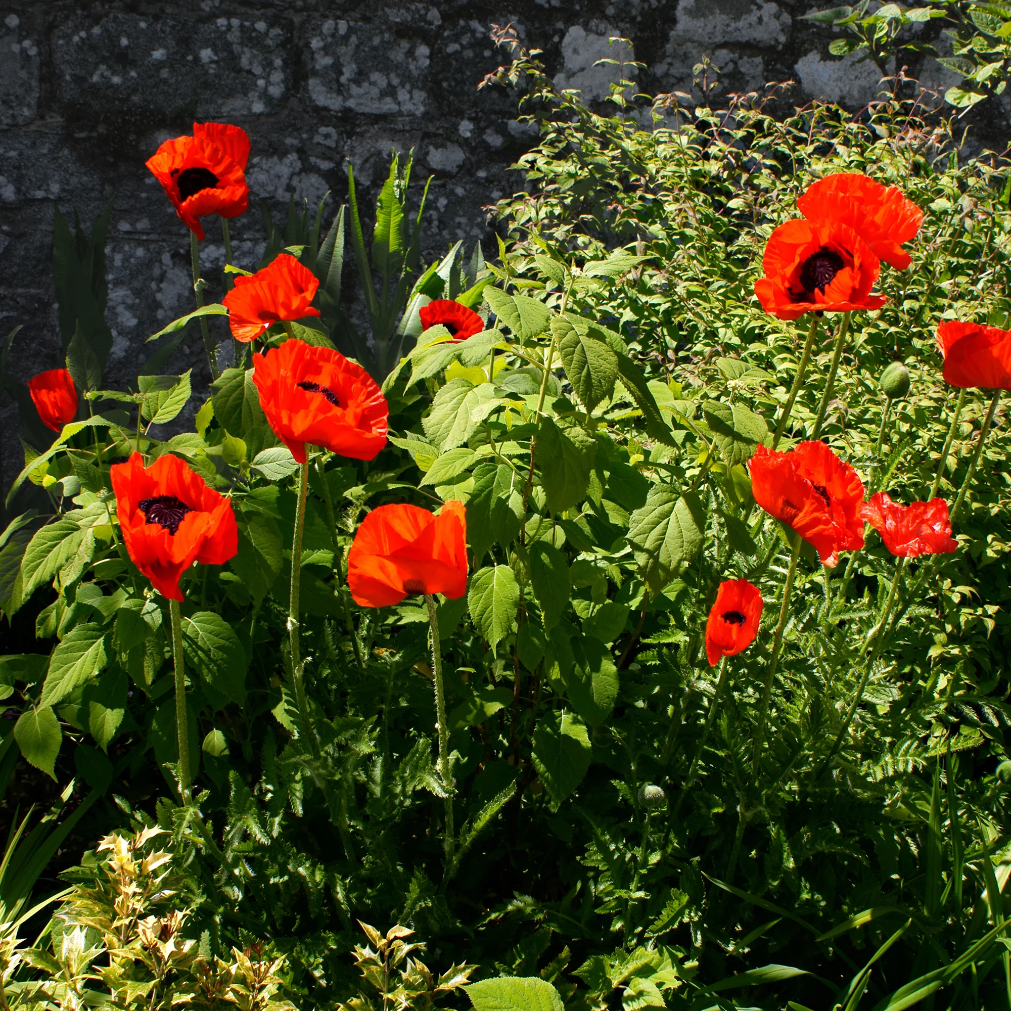 Orientalischer Mohn 'Beauty of Livermere'