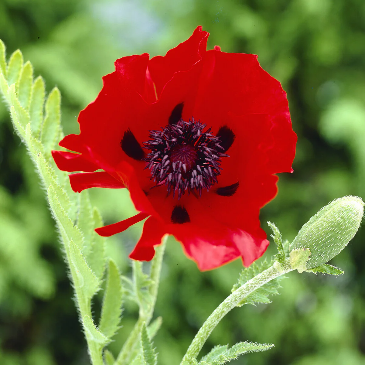 Orientalischer Mohn 'Beauty of Livermere' - Image 2