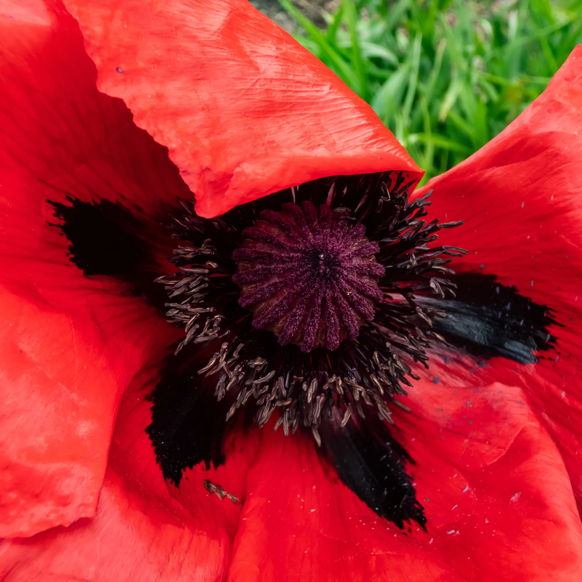 Orientalischer Mohn 'Beauty of Livermere' - Image 3