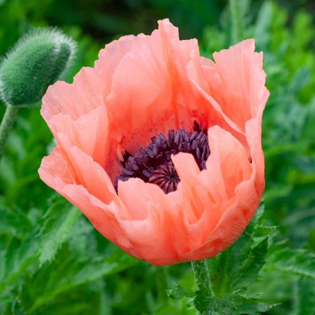 Orientalischer Mohn Pattys Plum
