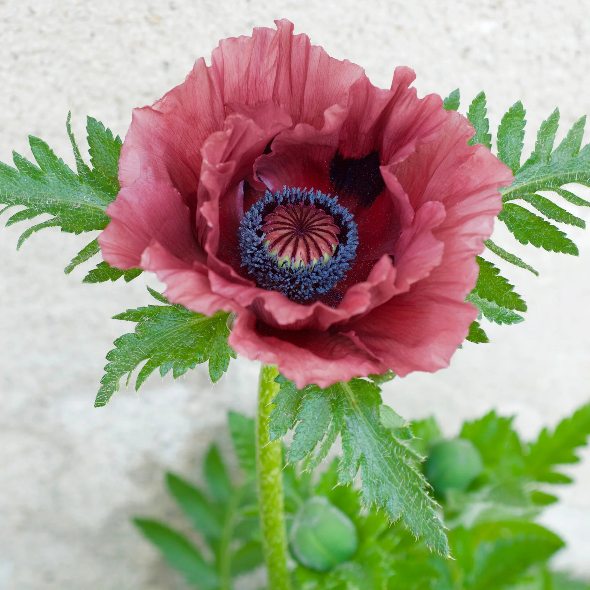 Orientalischer Mohn Pattys Plum - Image 2