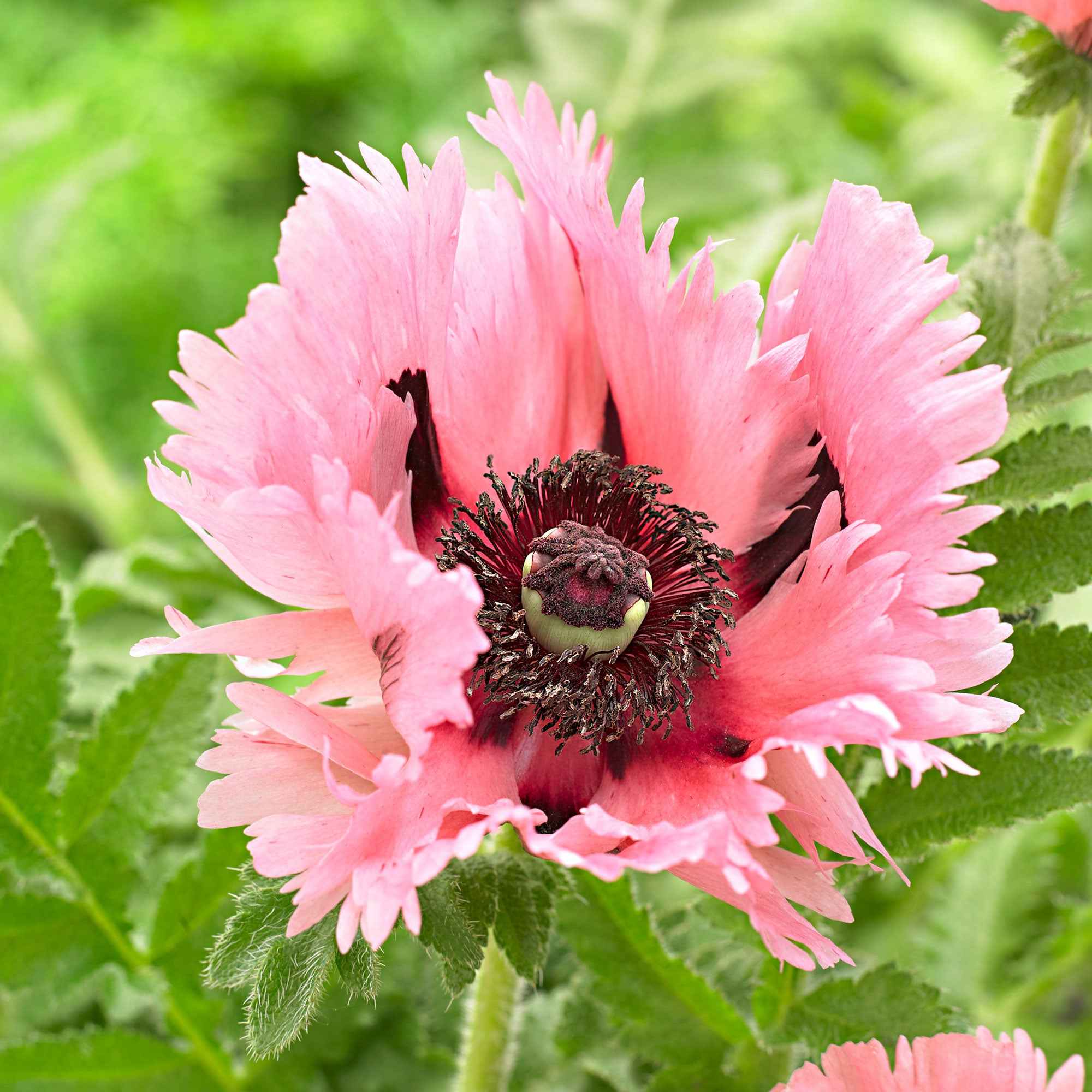 Orientalischer Mohn 'Pink Perfection' (x2) - Image 2