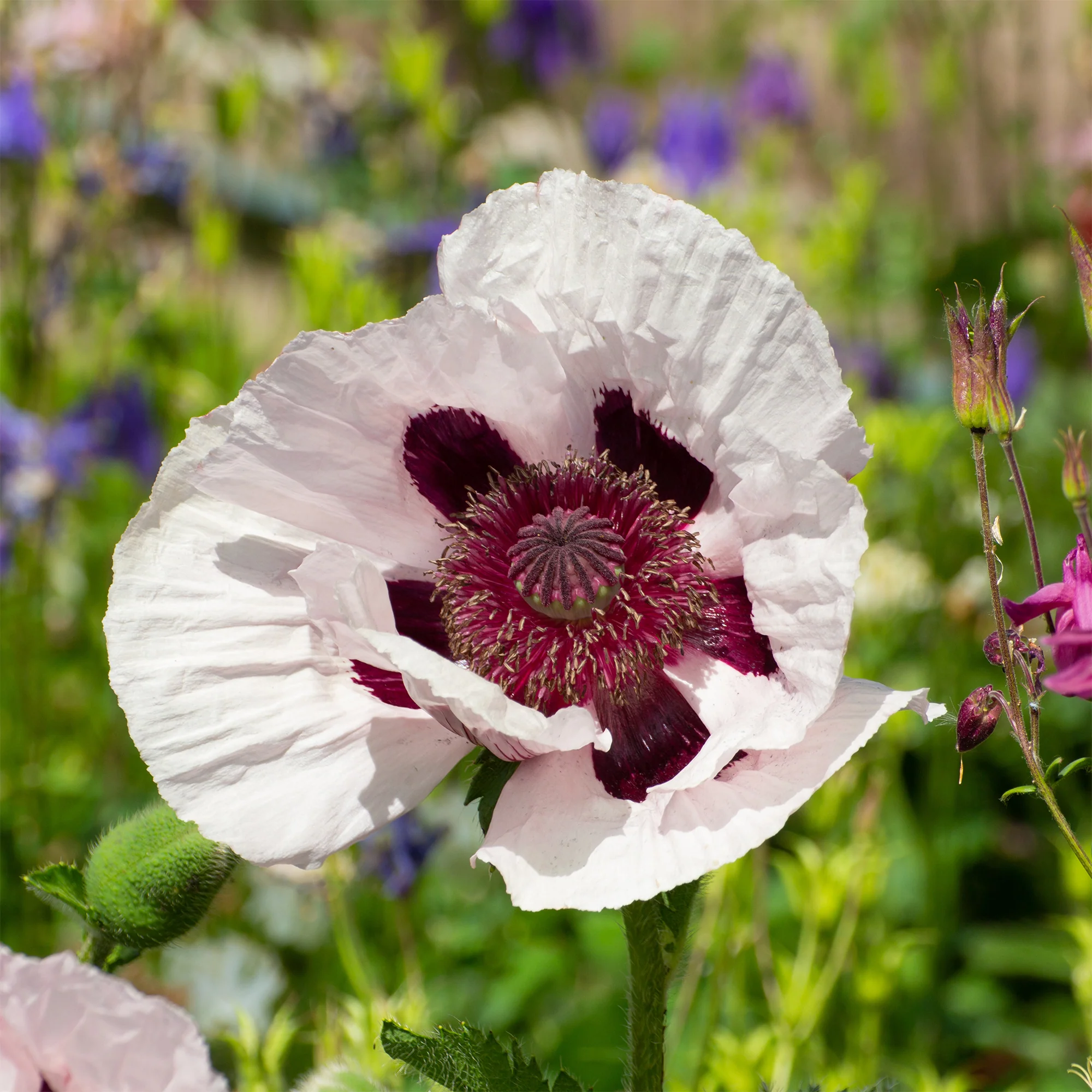 Orientalischer Mohn ‘Royal Wedding’ - Image 3