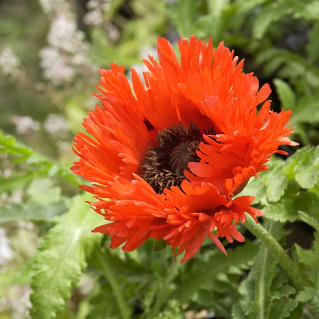 Orientalischer Mohn 'Türkenlouis'