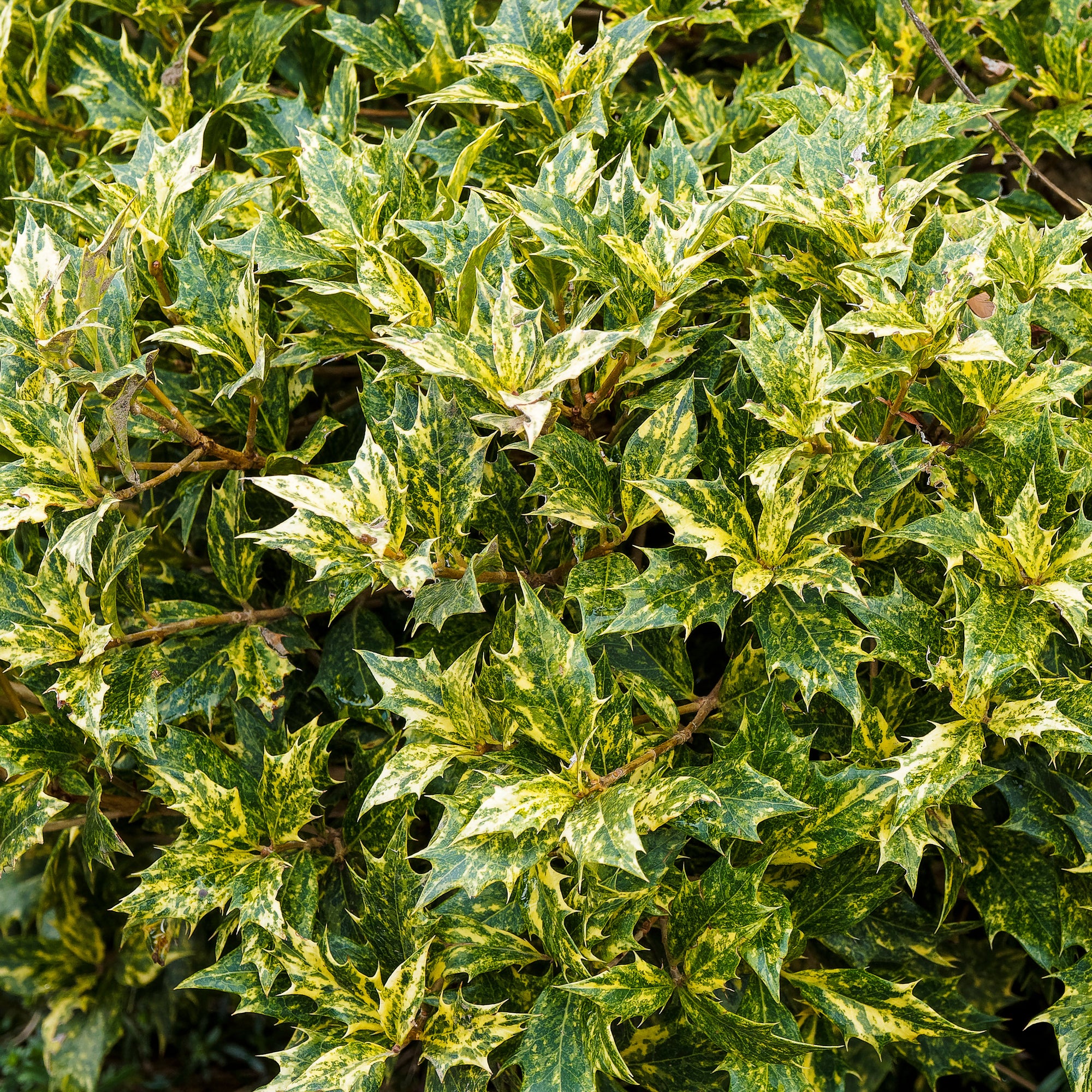 Osmanthus 'Goshiki' (buntlaubig) - Image 4
