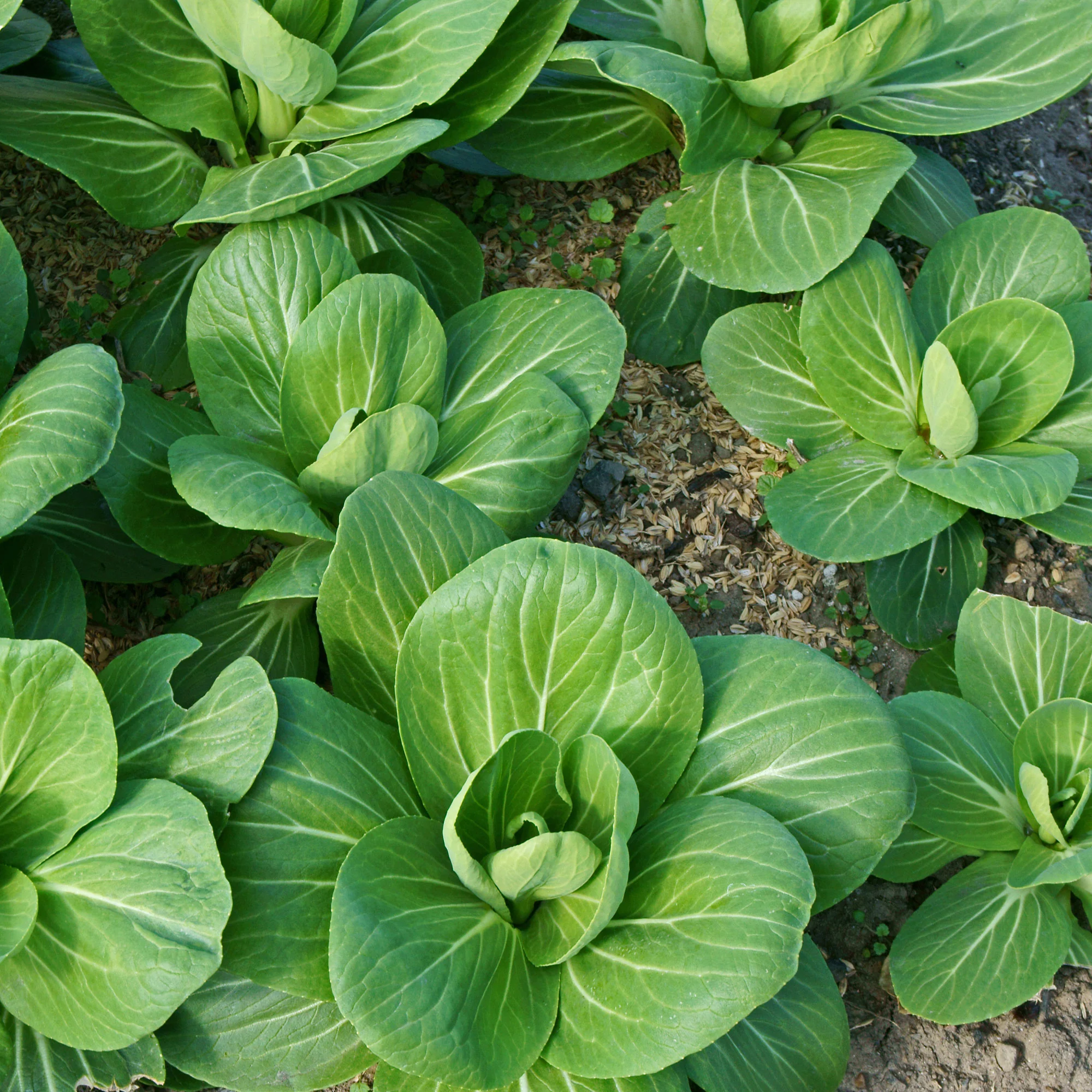 Pak Choi ‘Green Fortune’ F1 - Image 2