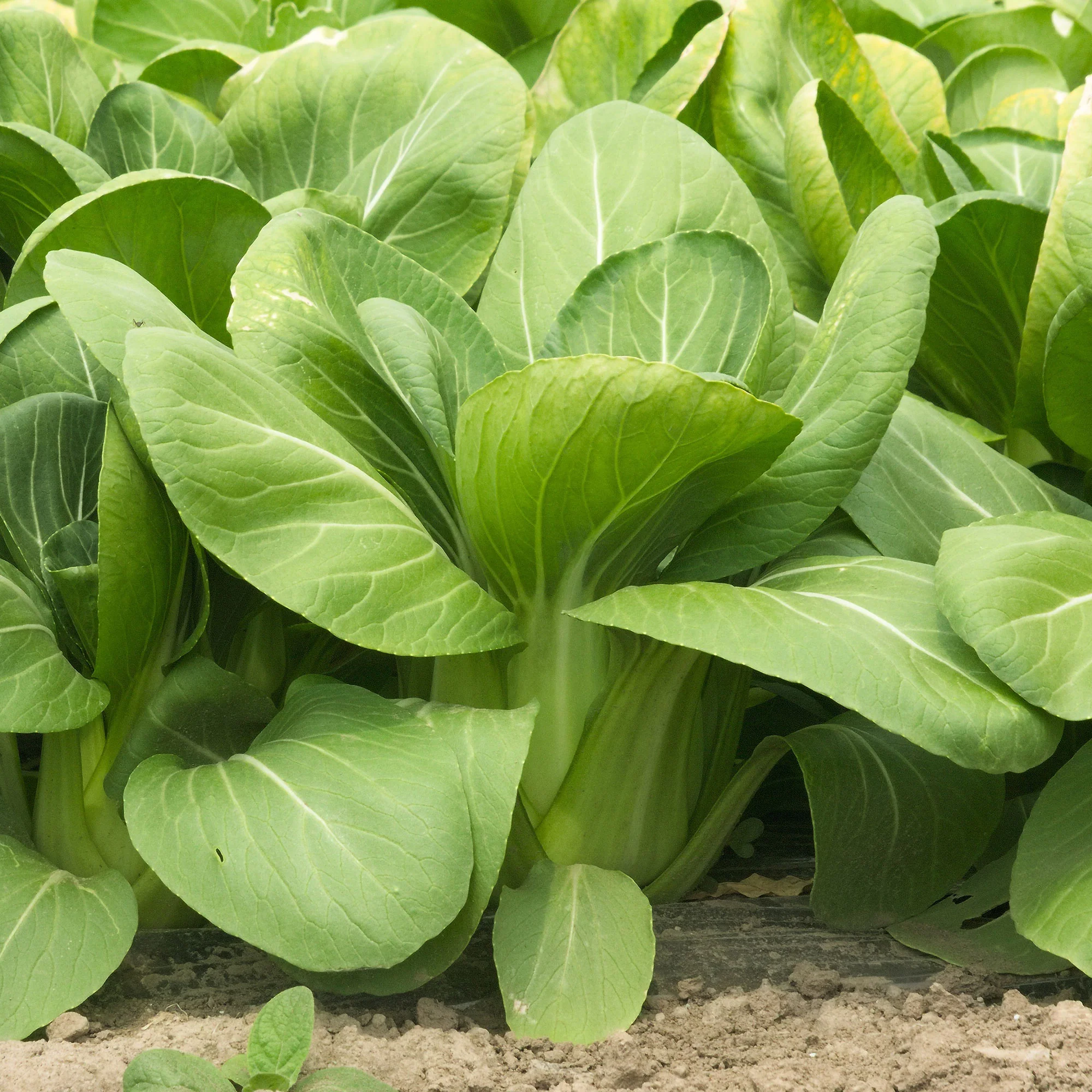 Pak Choi ‘Green Fortune’ F1 - Image 3