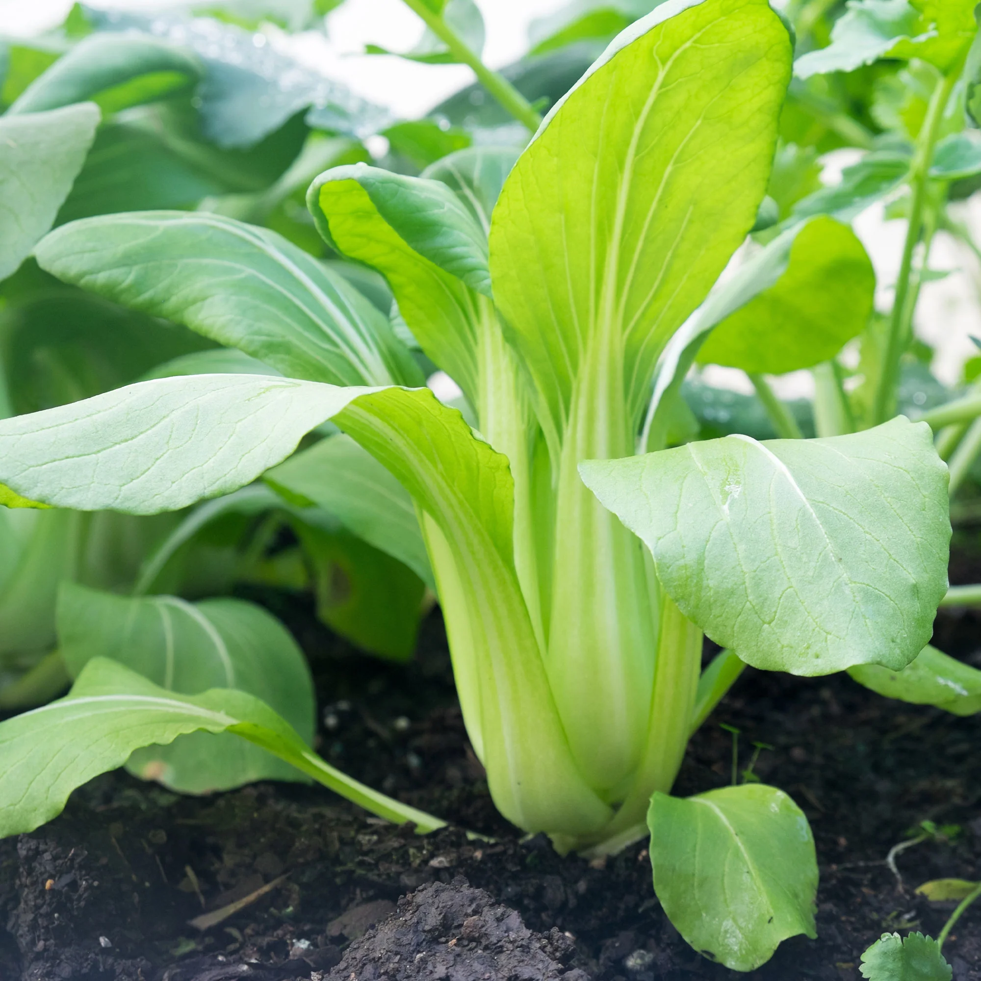 Pak Choi ‘Green Fortune’ F1 - Image 4